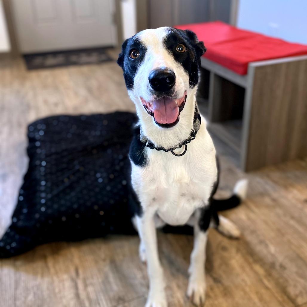 Enlarge Marley fka Kerry, a Adoptable mixed breed in Green Bay, WI image 2/4