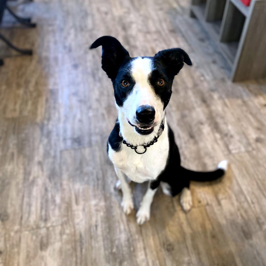 Enlarge Marley fka Kerry, a Adoptable mixed breed in Green Bay, WI image 3/4