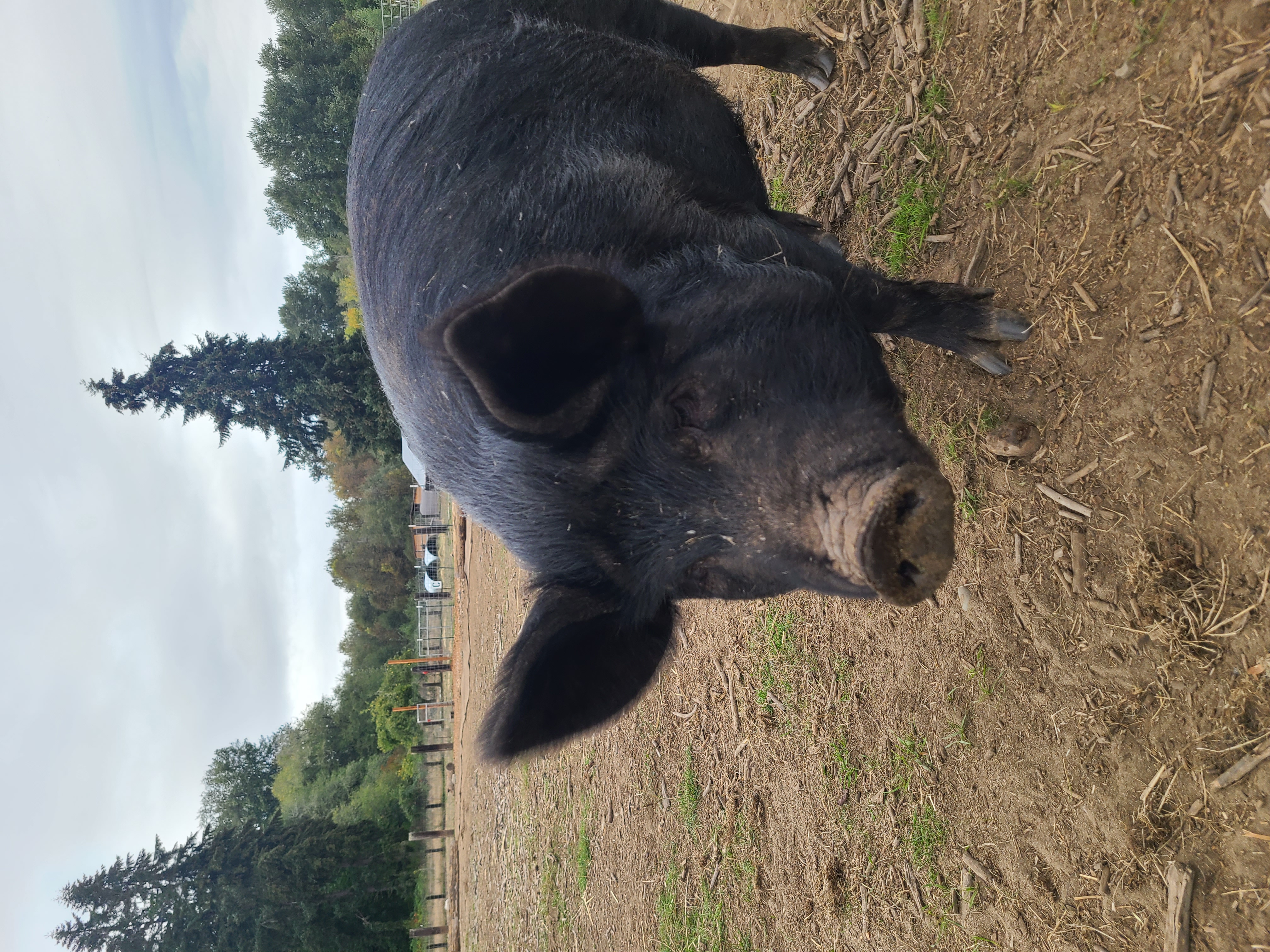 Olive, Adoptable, Young Female Pig.