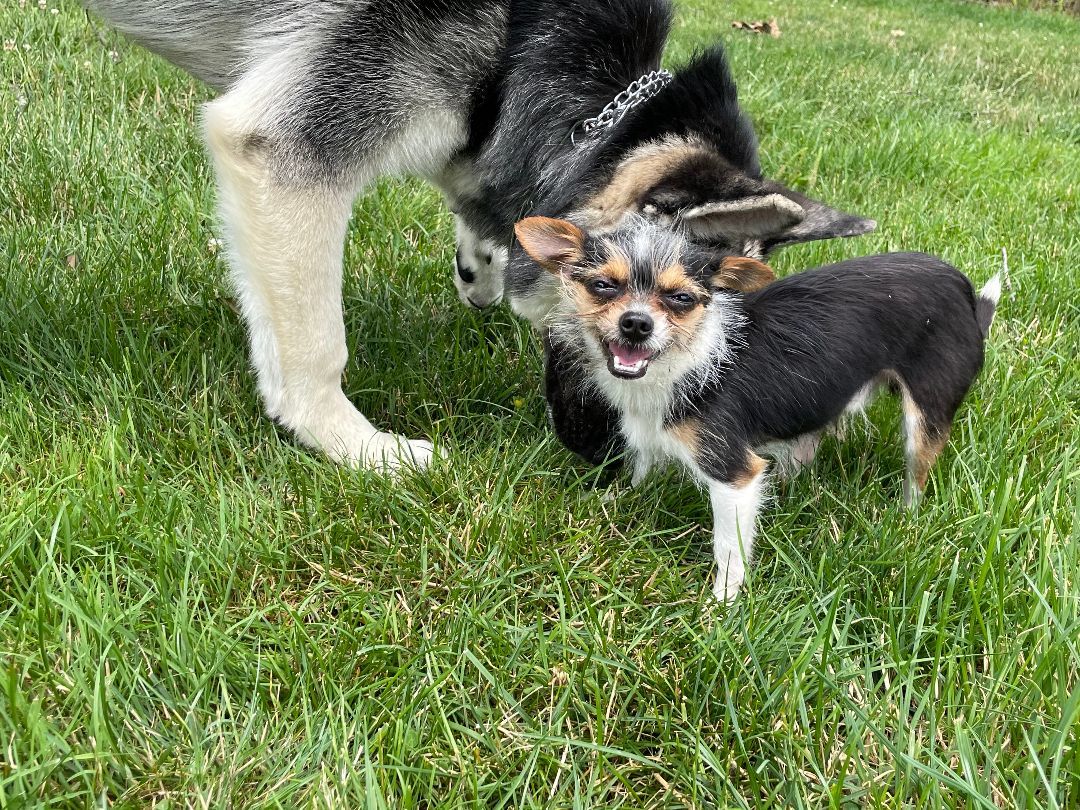 Pepe, Adopted, Young Male Chihuahua.