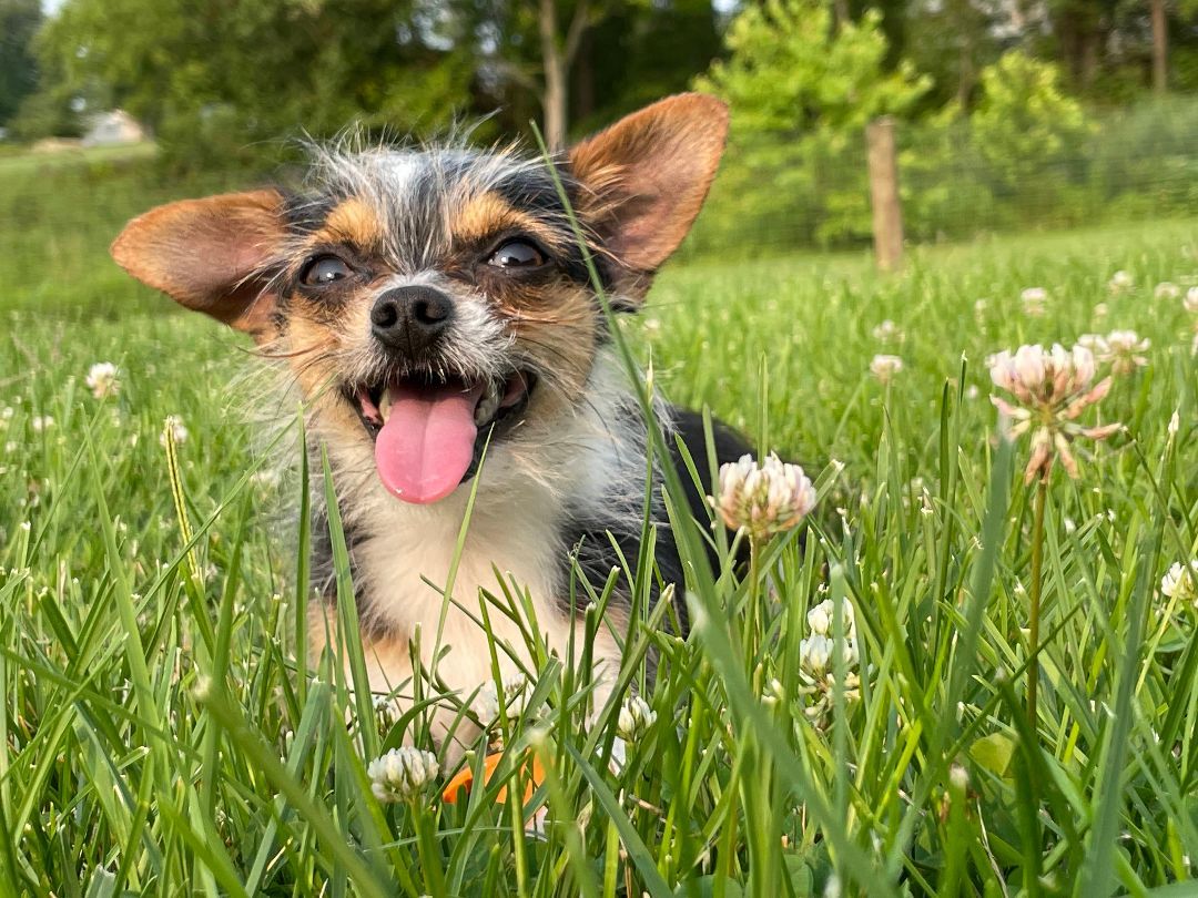 Enlarge Pepe, a Adopted mixed breed in Columbus, IN image 2/4