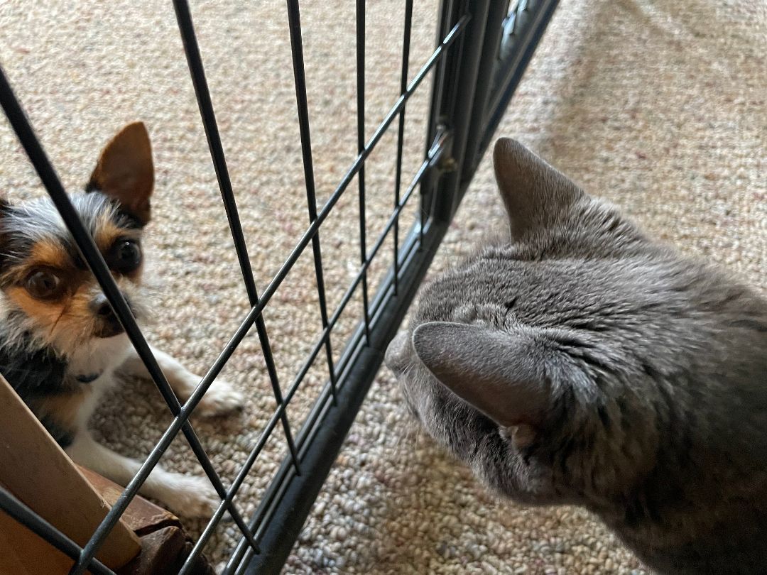 Enlarge Pepe, a Adopted mixed breed in Columbus, IN image 4/4