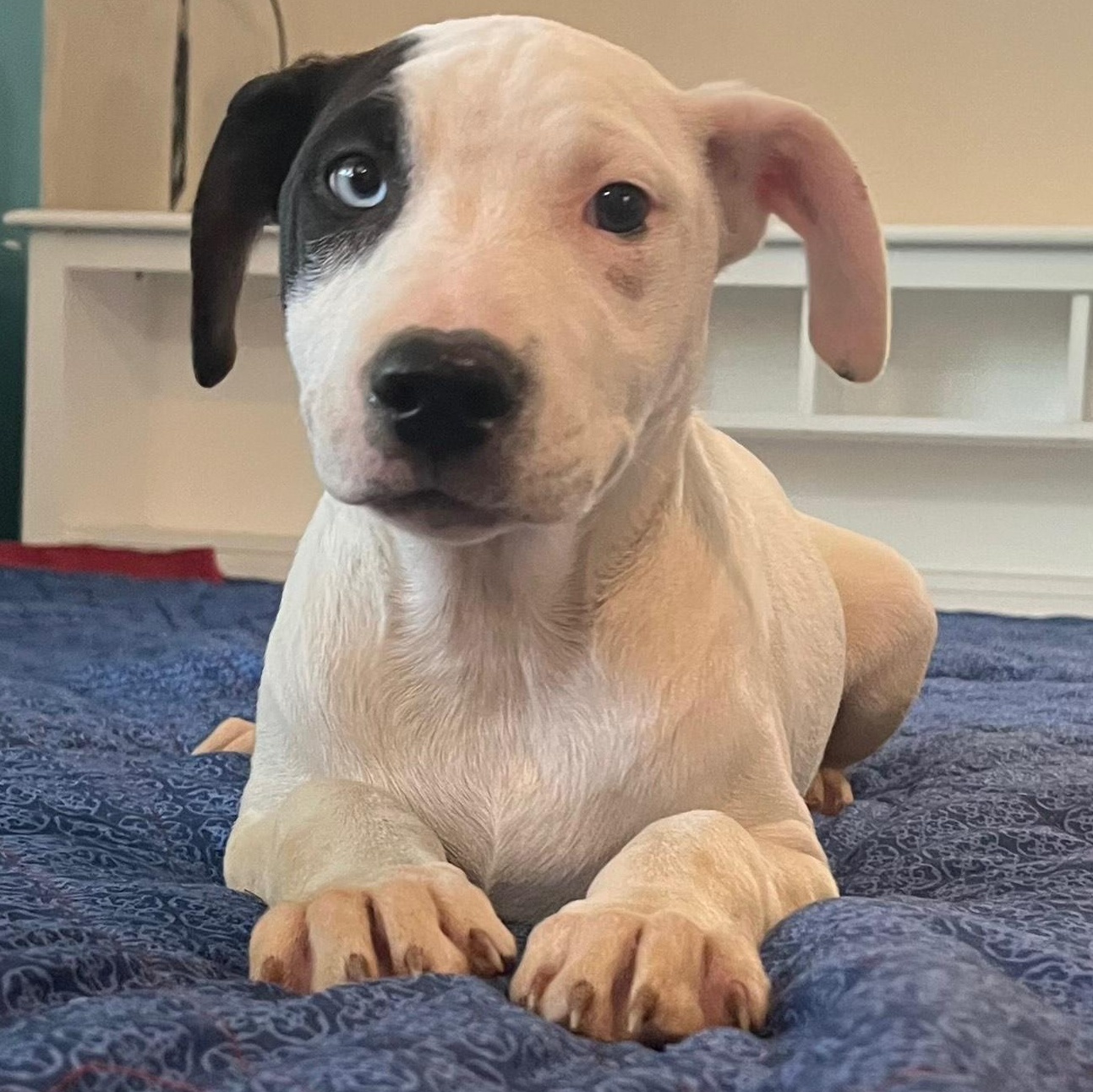 Enlarge winonna, a Adoptable mixed breed in Arnold, MO image 1/6