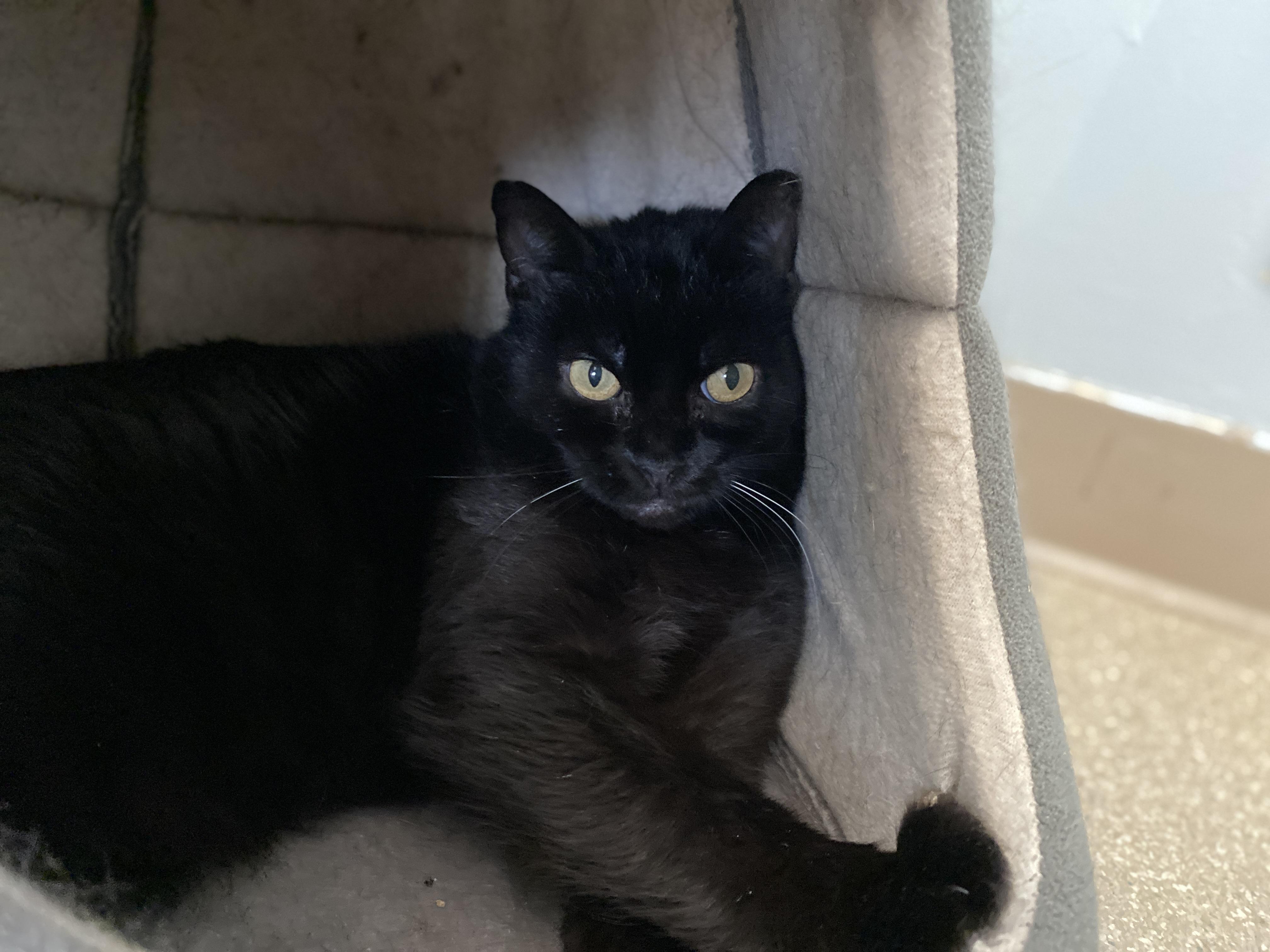Claudia, an adoptable Domestic Short Hair in Salisbury, MA, 01952 | Photo Image 1