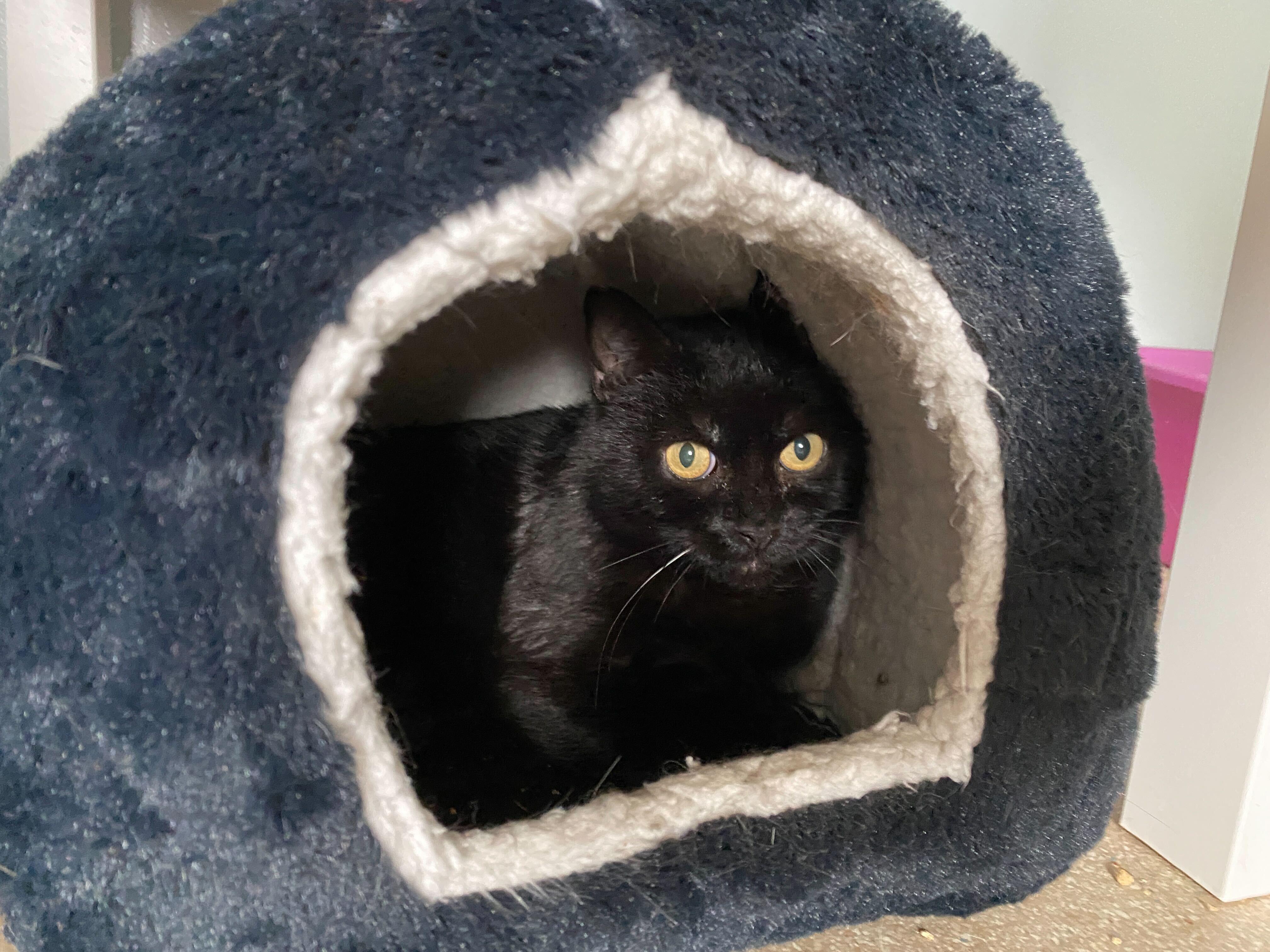 Claudia, an adoptable Domestic Short Hair in Salisbury, MA, 01952 | Photo Image 2