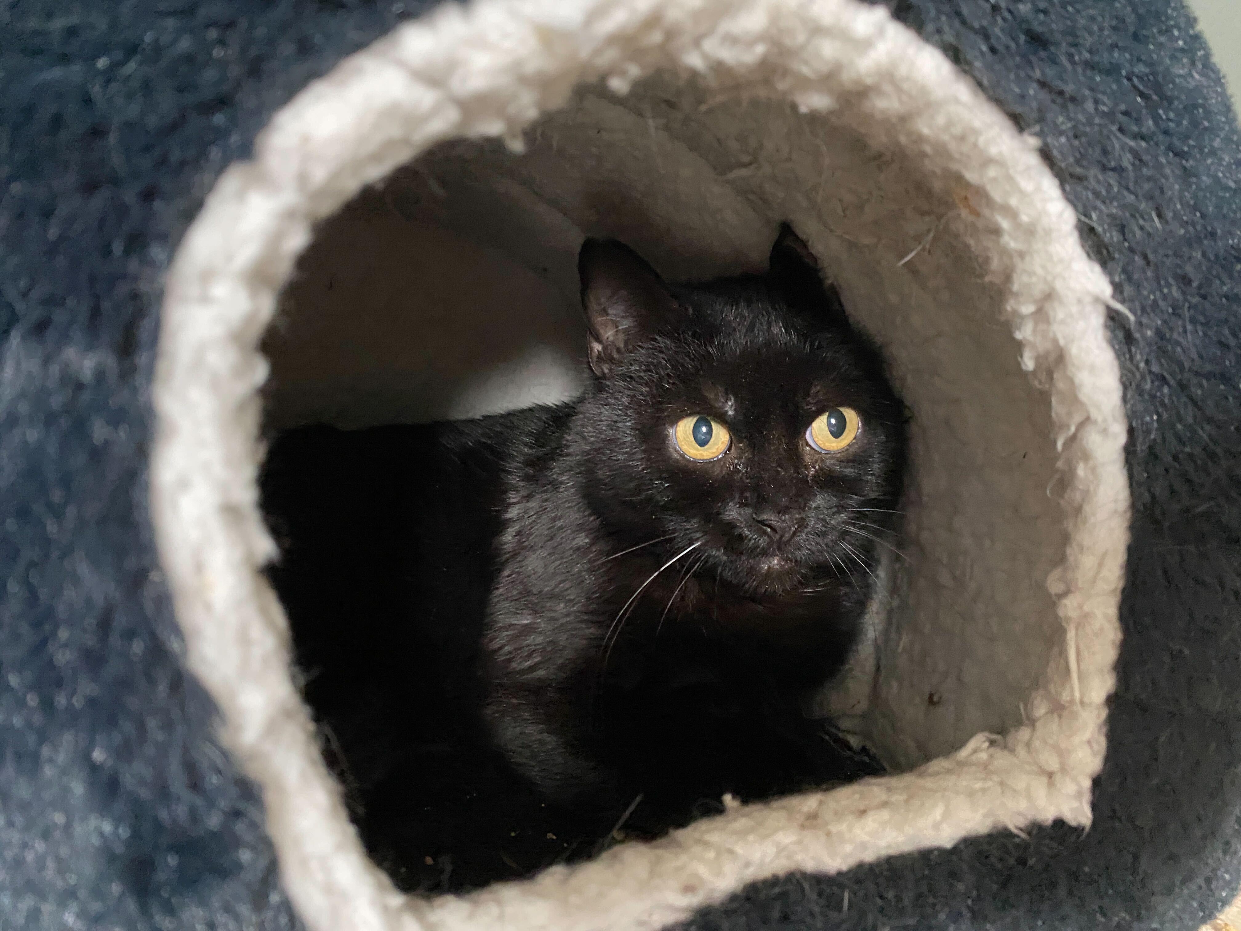 Claudia, an adoptable Domestic Short Hair in Salisbury, MA, 01952 | Photo Image 4
