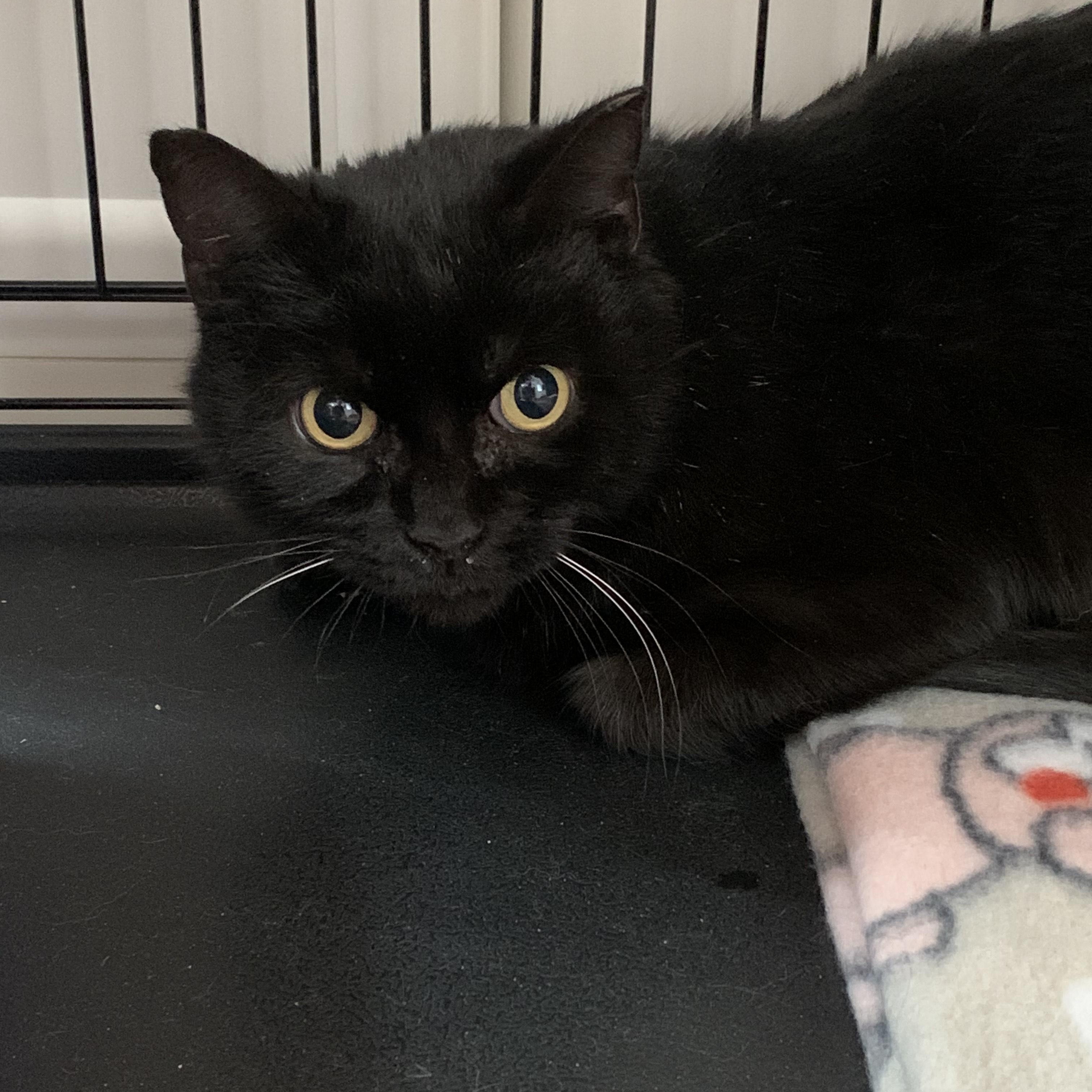 Claudia, an adoptable Domestic Short Hair in Salisbury, MA, 01952 | Photo Image 5