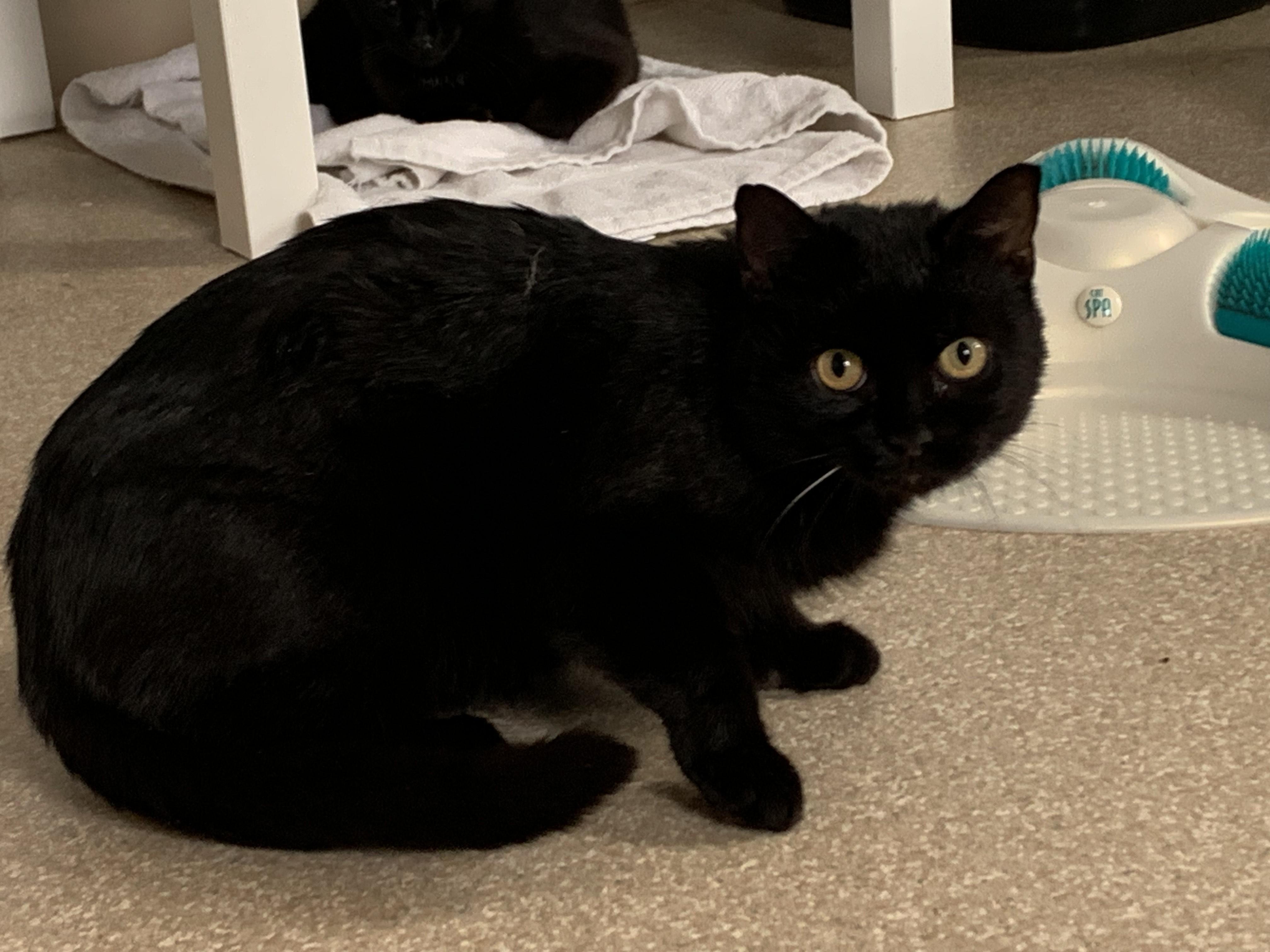Claudia, an adoptable Domestic Short Hair in Salisbury, MA, 01952 | Photo Image 3
