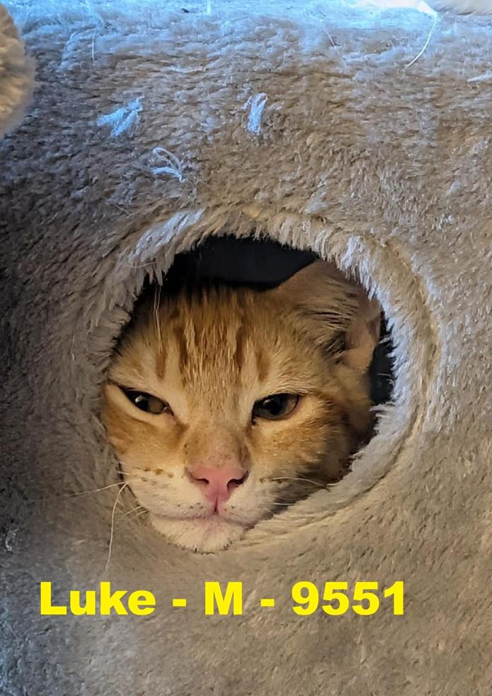 Enlarge Luke, a ADOPTABLE Domestic Short Hair in Weatherford, TX image 1/1