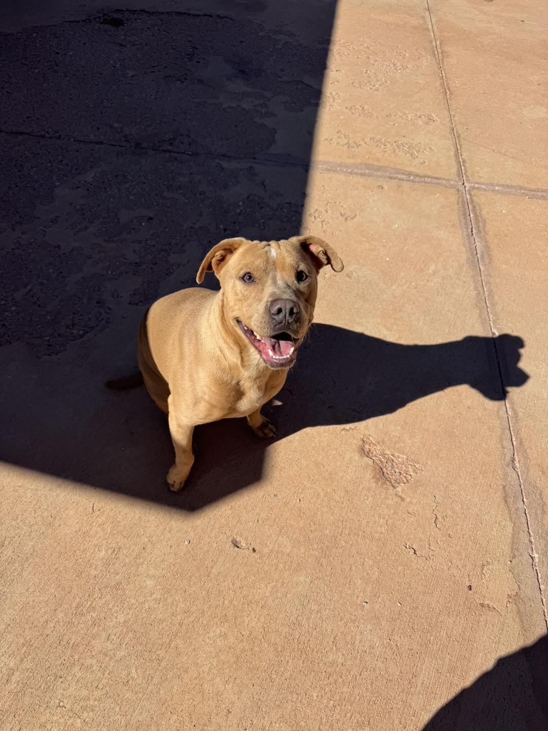 Mashed Potato, a Adoptable Pit Bull Terrier in Ivins, UT image 1/3