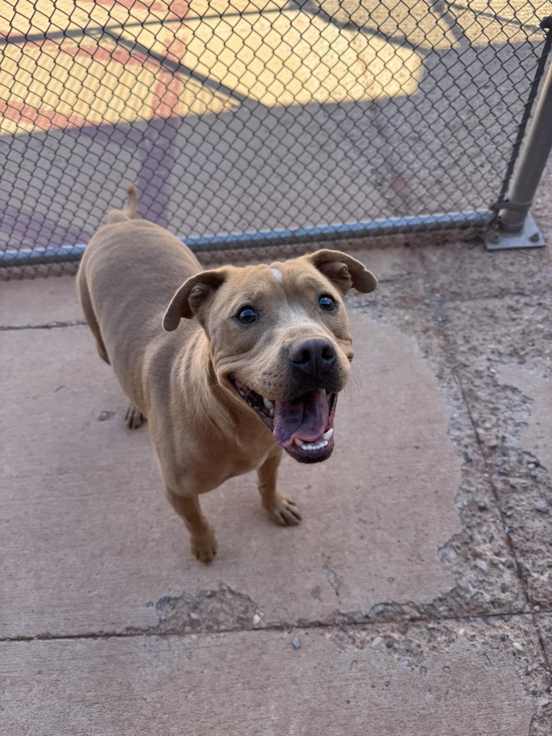 Mashed Potato, a Adoptable Pit Bull Terrier in Ivins, UT image 3/3
