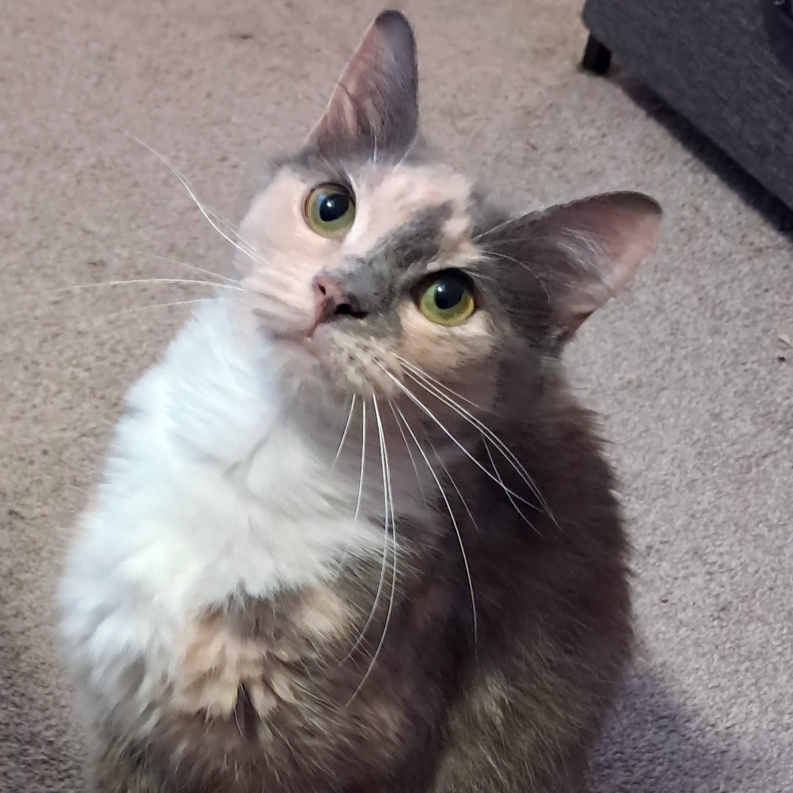 Spoons & Cinnamon, a Adoptable mixed breed in Hyattsville, MD image 2/6