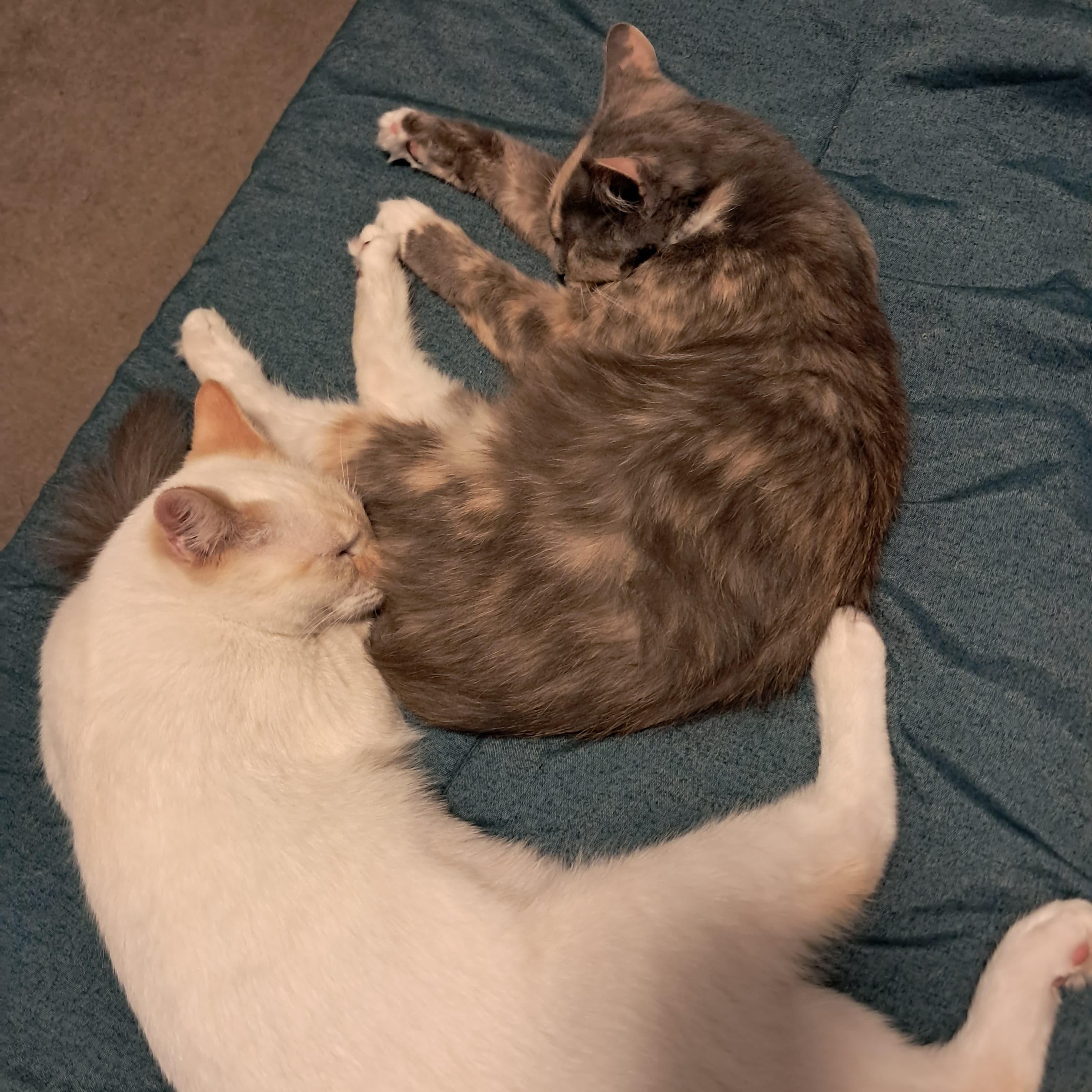 Spoons & Cinnamon, Adoptable, Kitten Male Siamese & Domestic Medium Hair.