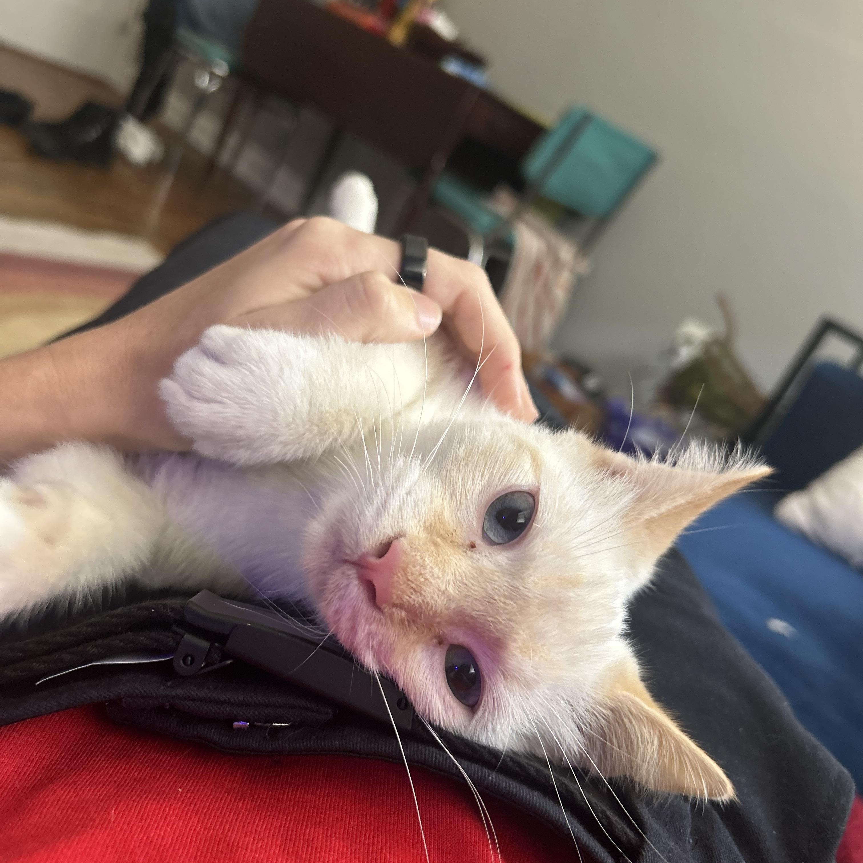 Spoons & Cinnamon, a Adoptable mixed breed in Hyattsville, MD image 5/6