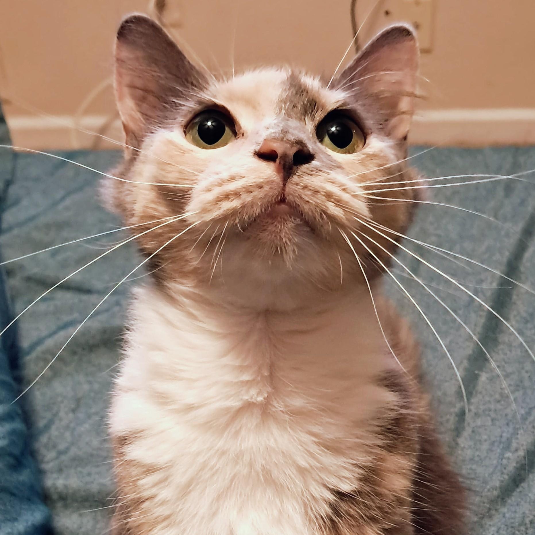 Spoons & Cinnamon, a Adoptable mixed breed in Hyattsville, MD image 4/6