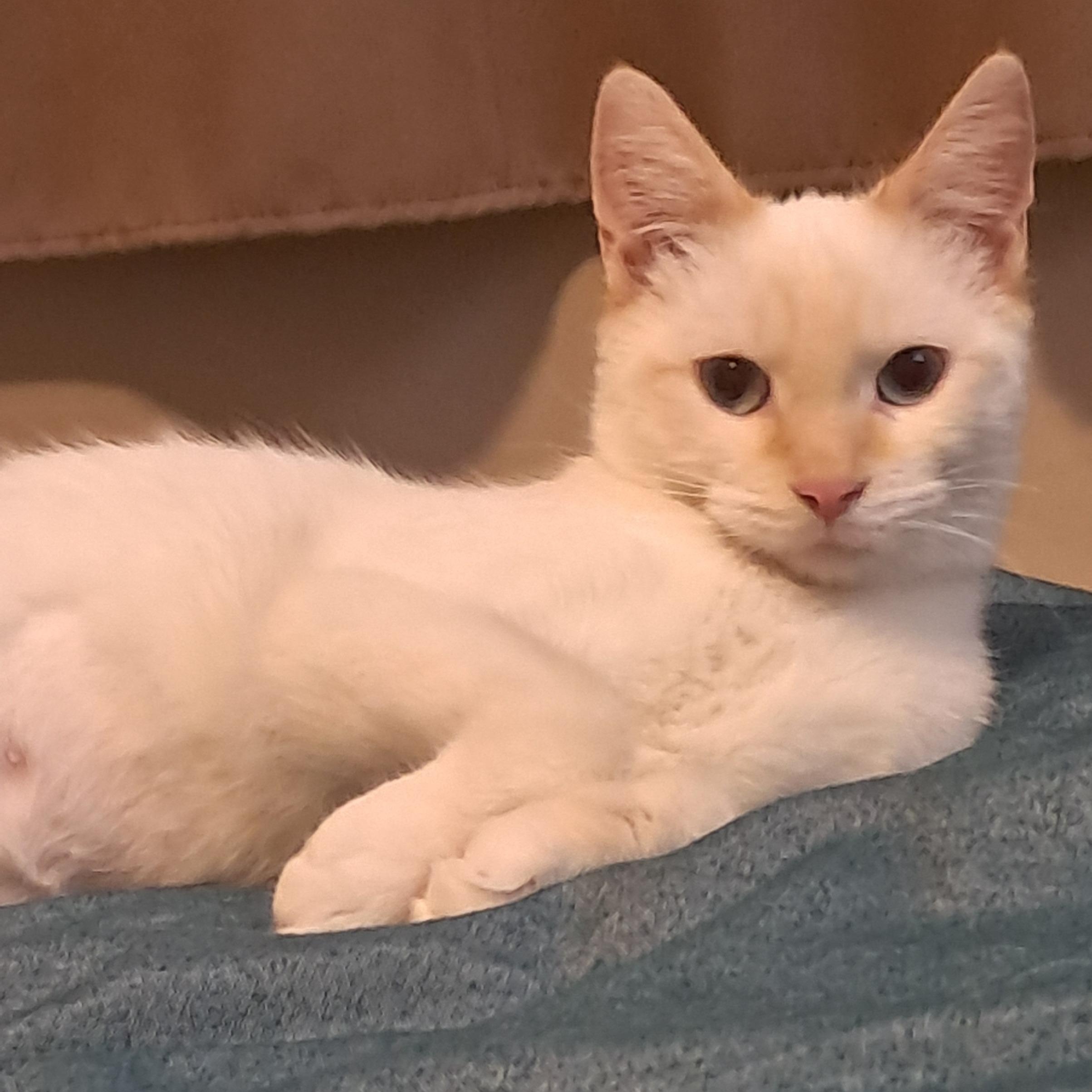 Spoons & Cinnamon, a Adoptable mixed breed in Hyattsville, MD image 3/6