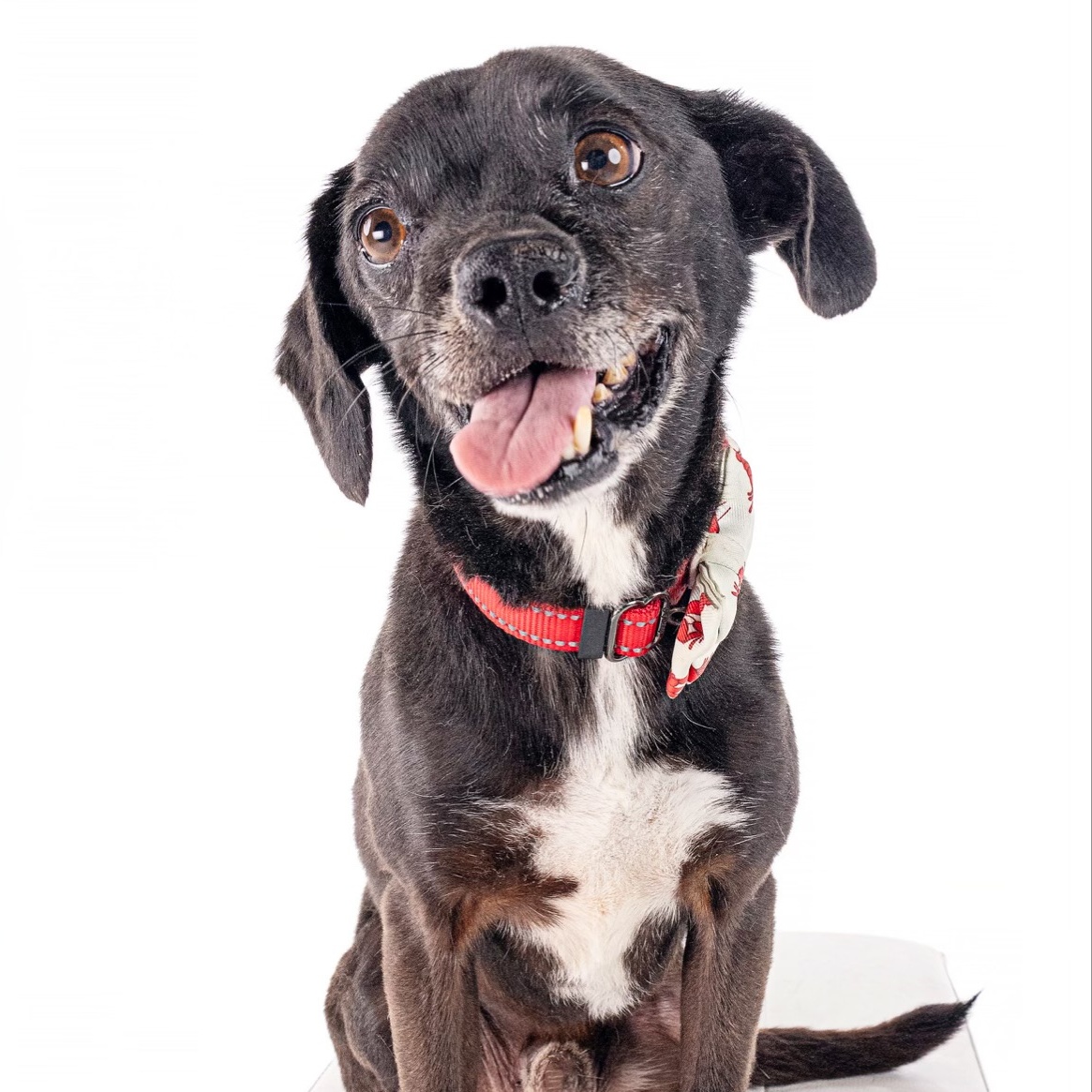 Scamp, a Adoptable mixed breed in Newport Beach, CA image 2/6