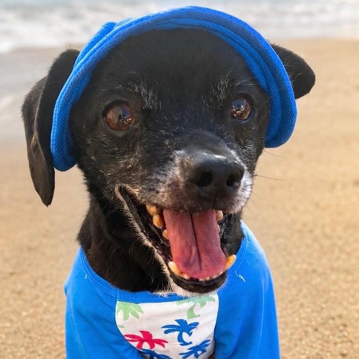 Scamp, Adoptable, Adult Male Puggle & Terrier.