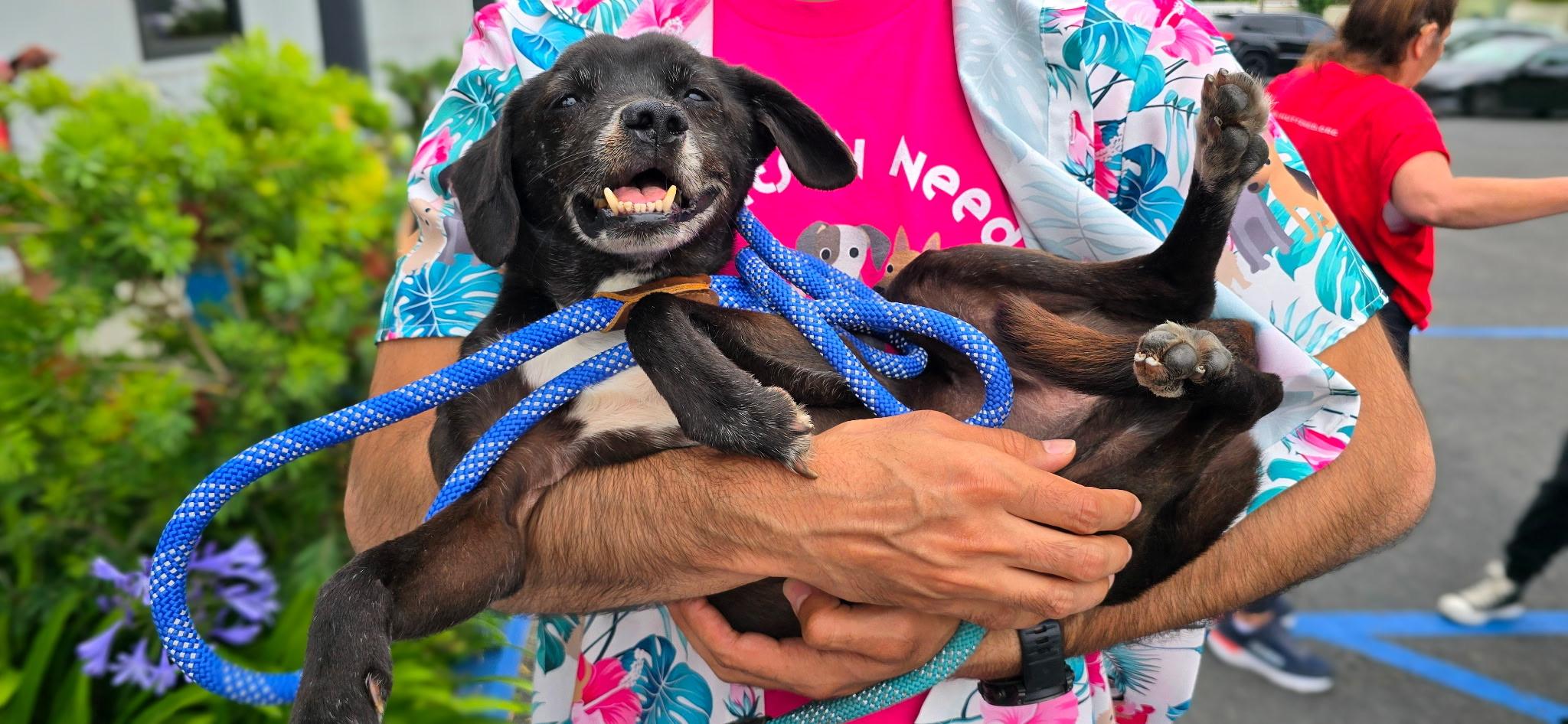 Scamp, a Adoptable mixed breed in Newport Beach, CA image 1/6