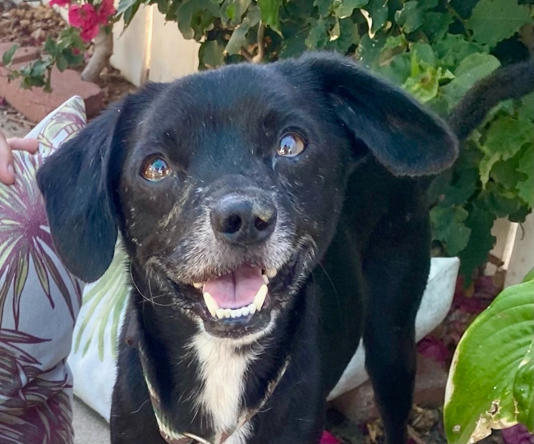 Scamp, an adoptable Terrier, Beagle in Newport Beach, CA, 92660 | Photo Image 5