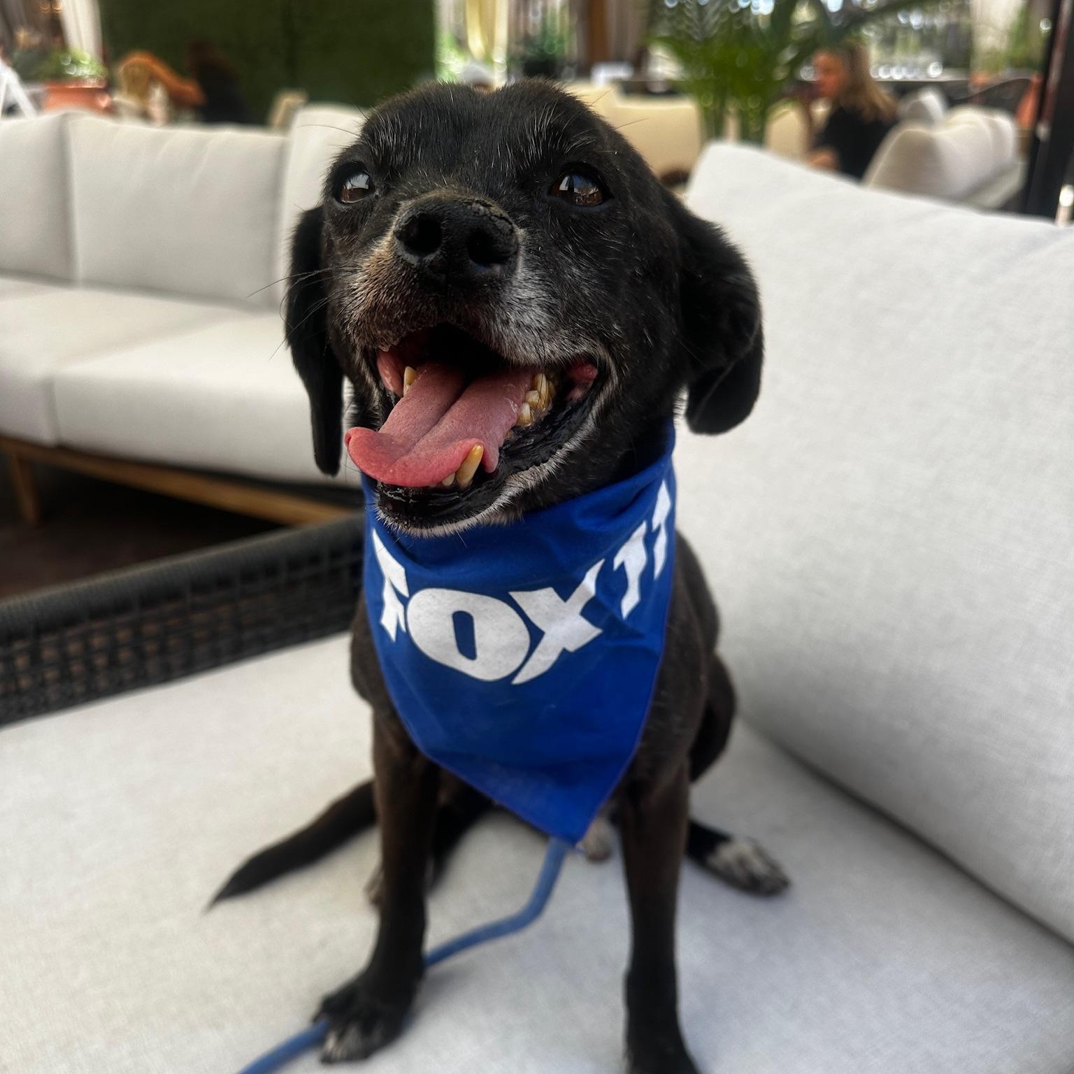 Enlarge Scamp, a Adoptable mixed breed in Newport Beach, CA image 1/6