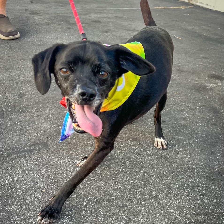 Scamp, a Adoptable mixed breed in Newport Beach, CA image 4/6