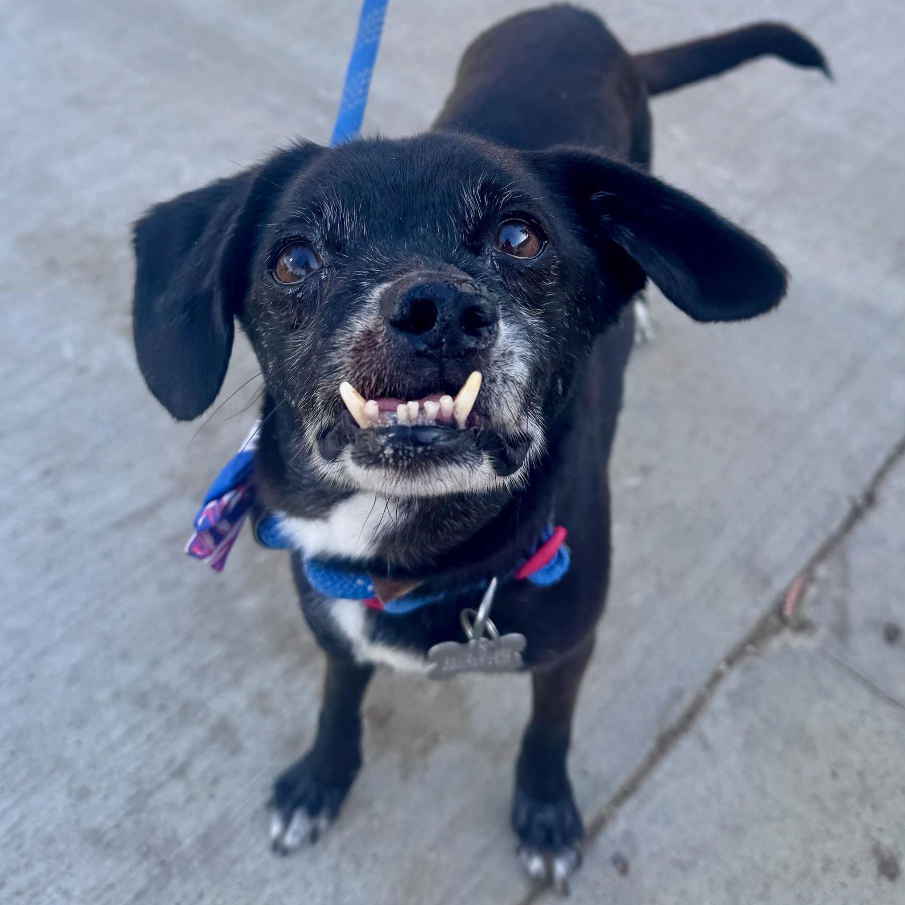 Enlarge Scamp, a Adoptable mixed breed in Newport Beach, CA image 2/6