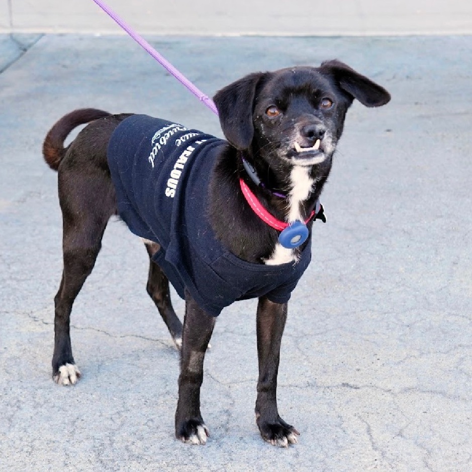 Scamp, a Adoptable mixed breed in Newport Beach, CA image 6/6