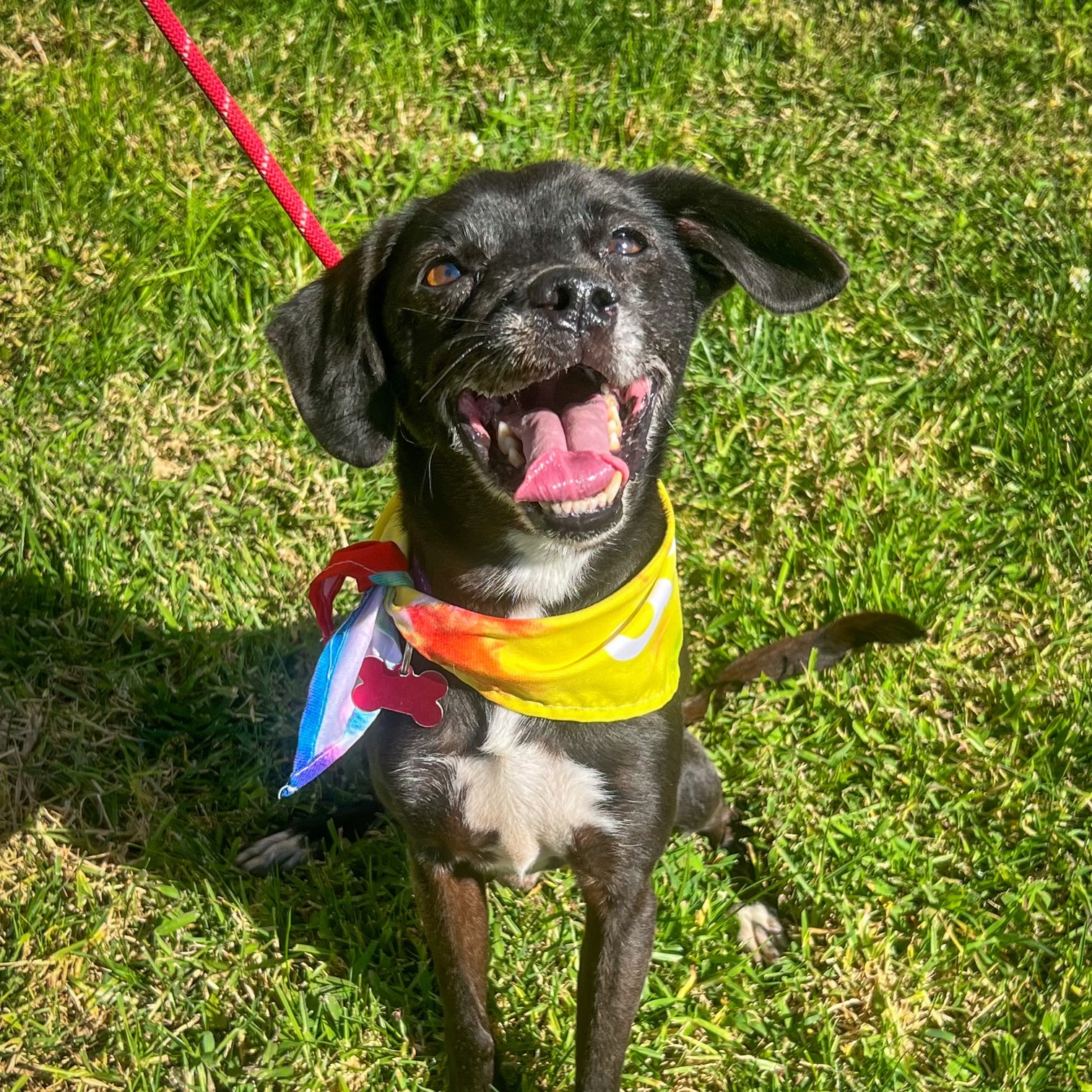 Scamp, a Adoptable mixed breed in Newport Beach, CA image 3/6