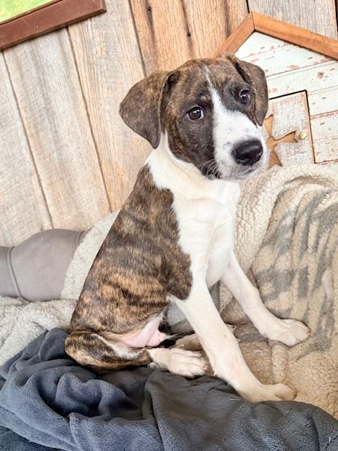 Darrion — thumbnail 2