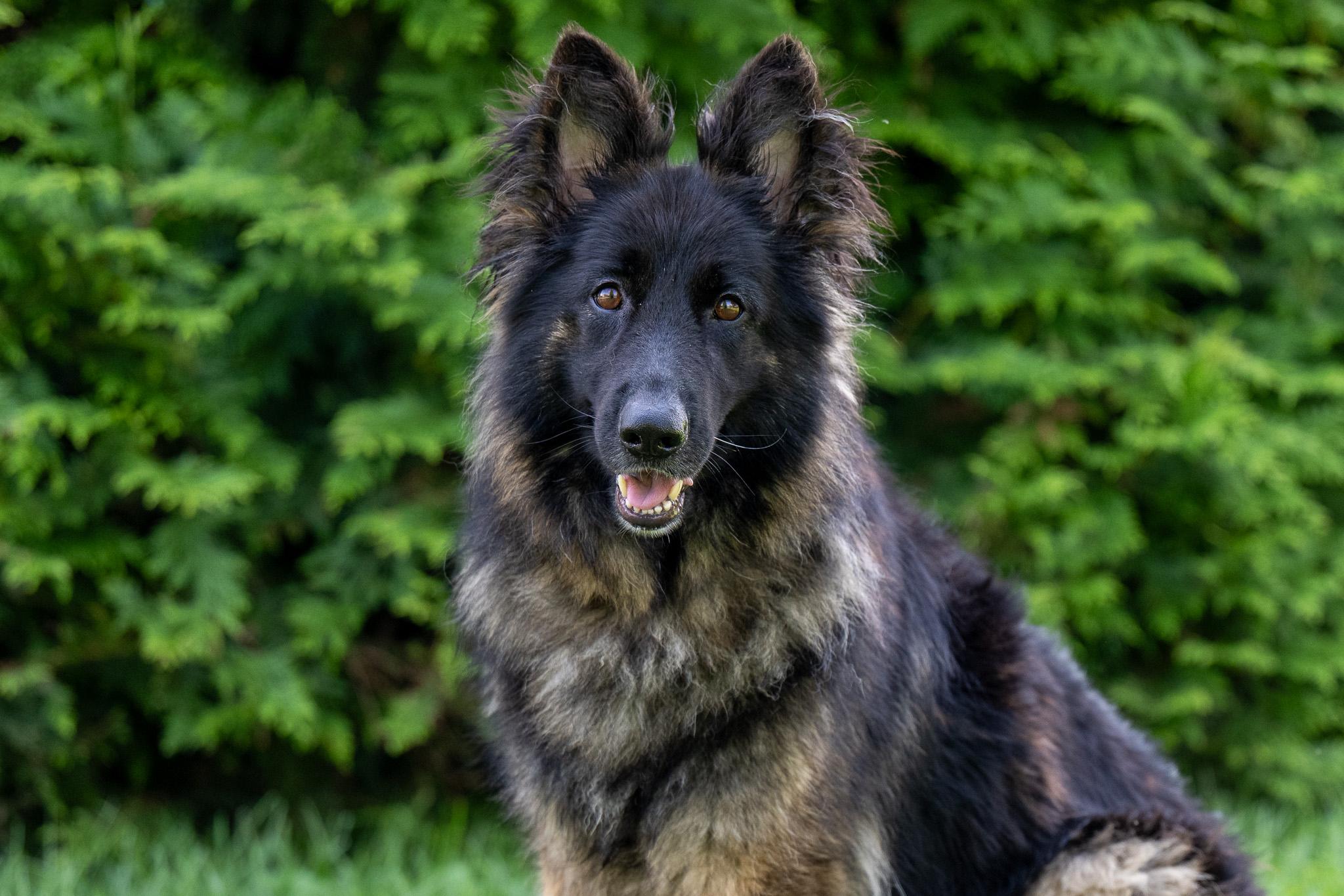 Kona