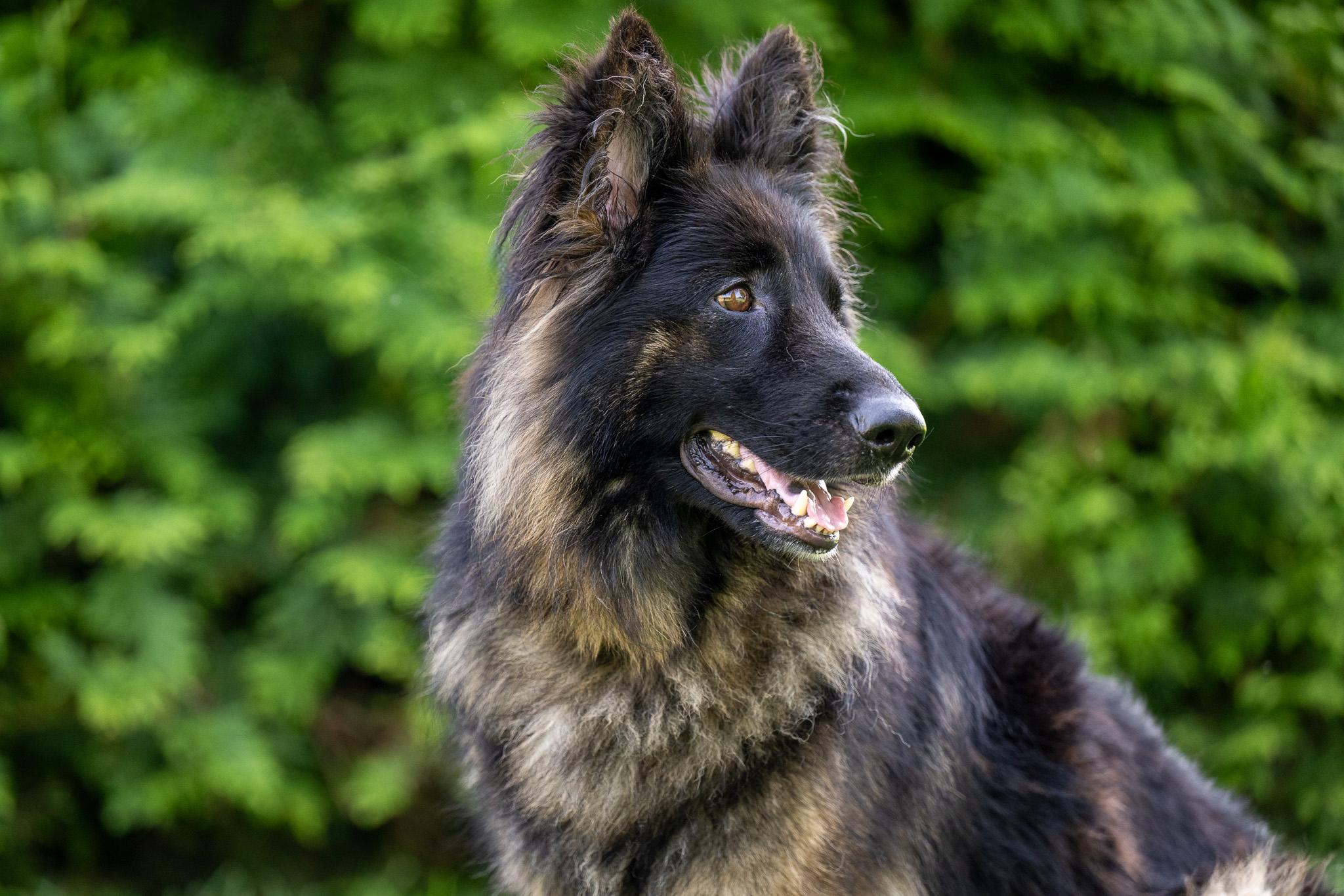 Kona