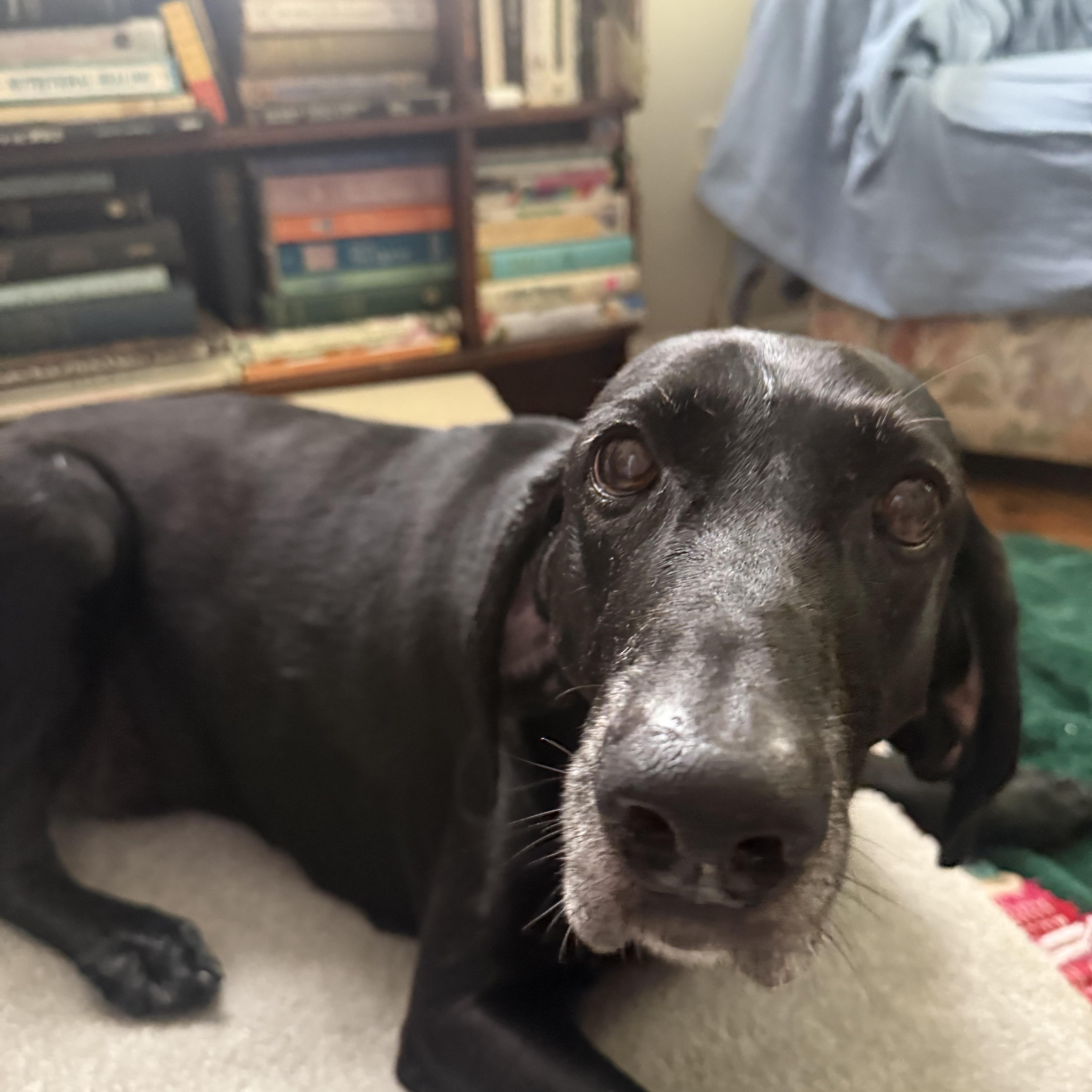 Enlarge Tyson, a ADOPTABLE Coonhound in Royal Oak, MI image 3/3