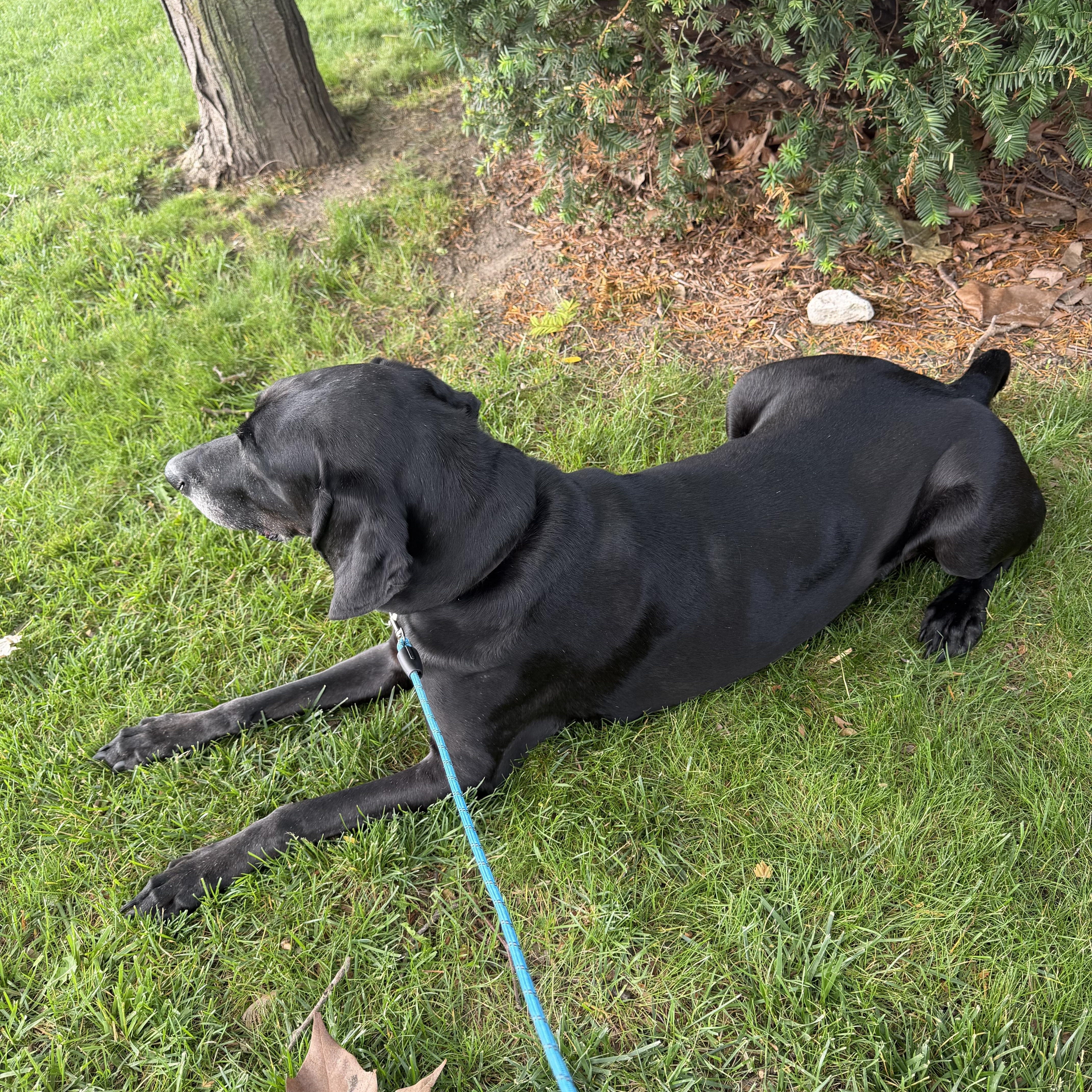 Enlarge Tyson, a ADOPTABLE Coonhound in Royal Oak, MI image 2/3