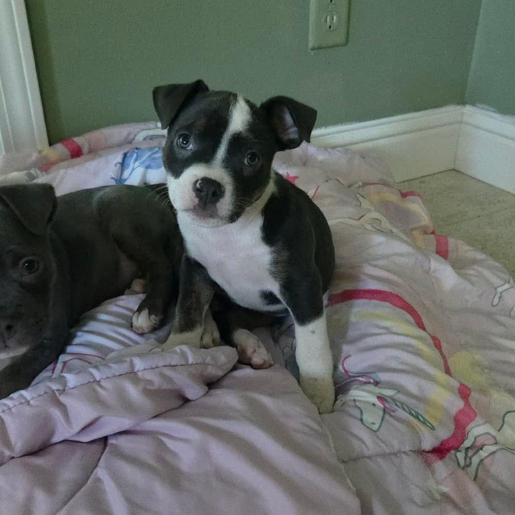 Niblet, Adoptable, Puppy Female Pit Bull Terrier.