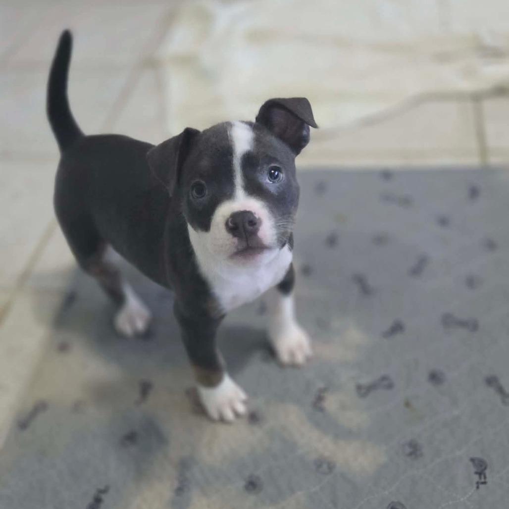 Enlarge Niblet, a Adoptable Pit Bull Terrier in Jackson, MO image 2/6