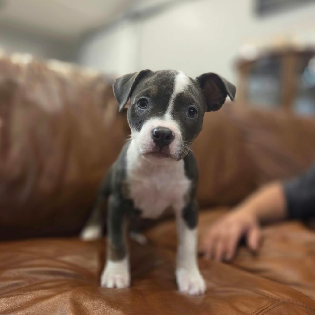 Enlarge Niblet, a Adoptable Pit Bull Terrier in Jackson, MO image 3/6