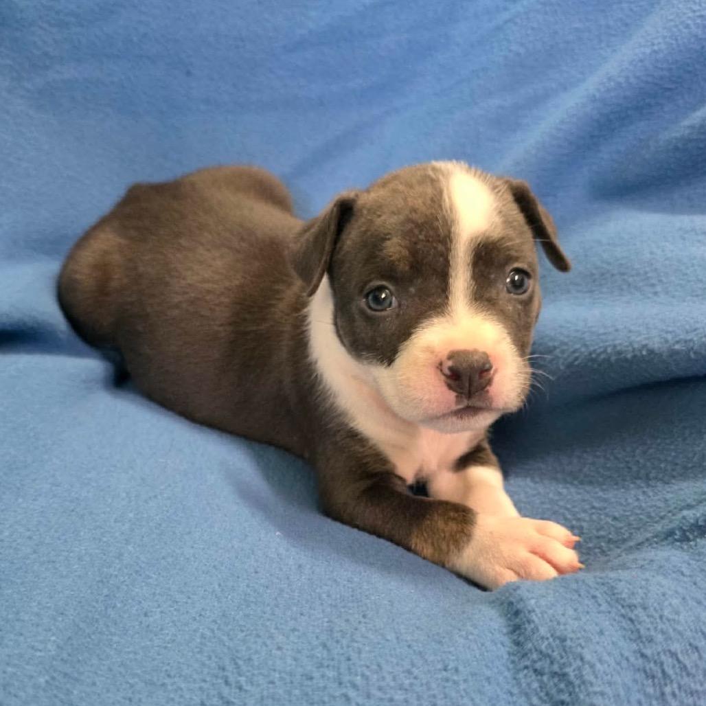 Enlarge Niblet, a Adoptable Pit Bull Terrier in Jackson, MO image 4/6