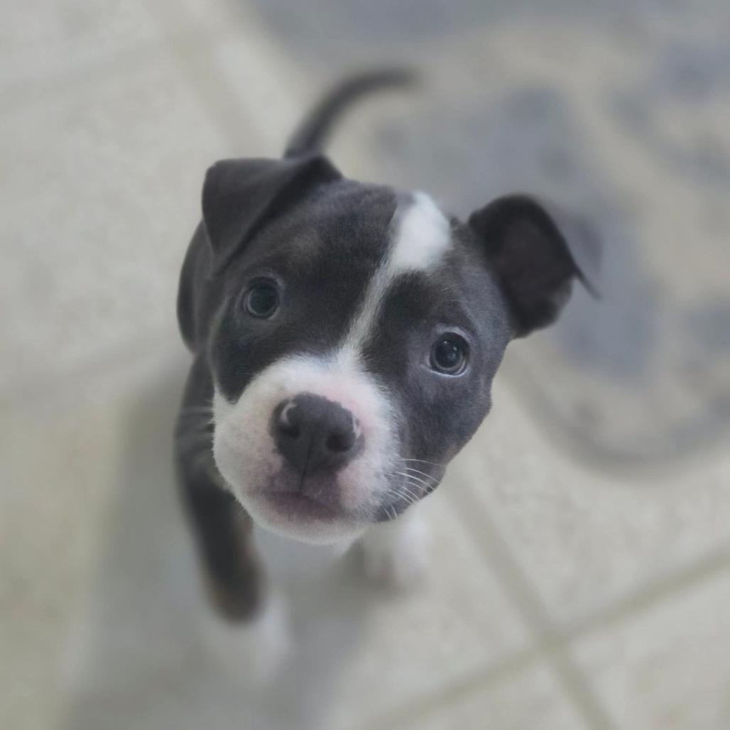 Enlarge Niblet, a Adoptable Pit Bull Terrier in Jackson, MO image 5/6