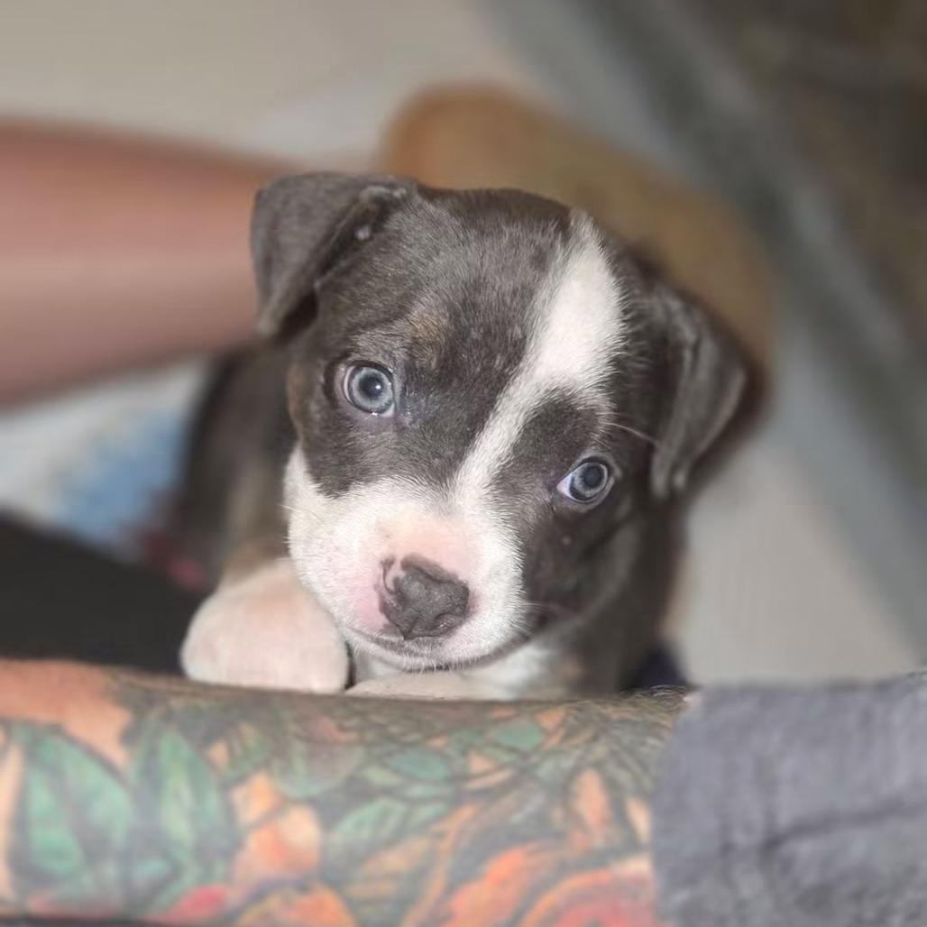 Enlarge Niblet, a Adoptable Pit Bull Terrier in Jackson, MO image 6/6
