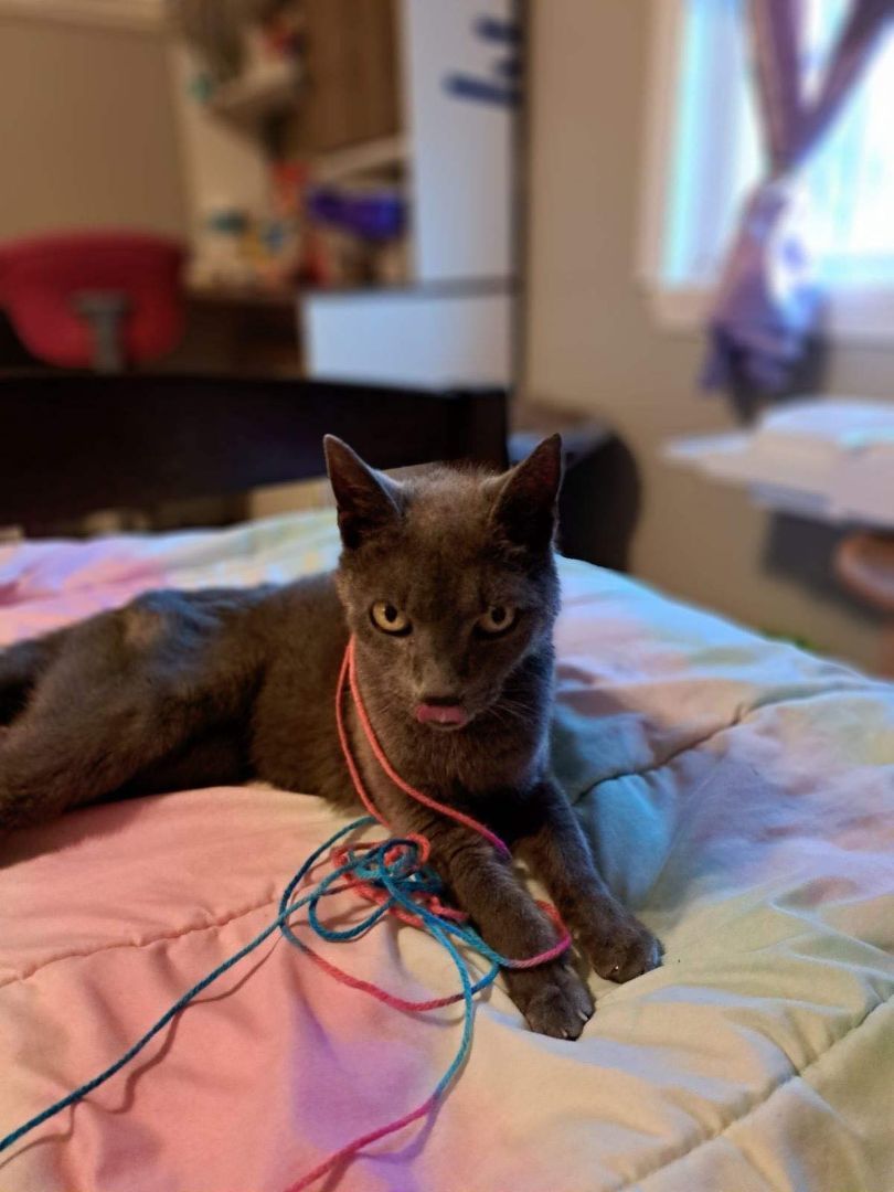 LIL BIT , an adoptable Domestic Short Hair in Dutton, VA_image-1