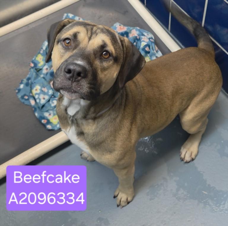 BEEFCAKE photo