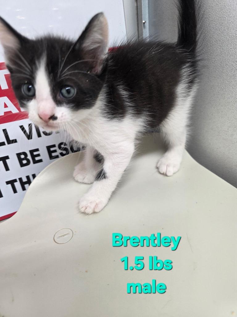 Brentley, Adoptable, Kitten Male Domestic Short Hair.