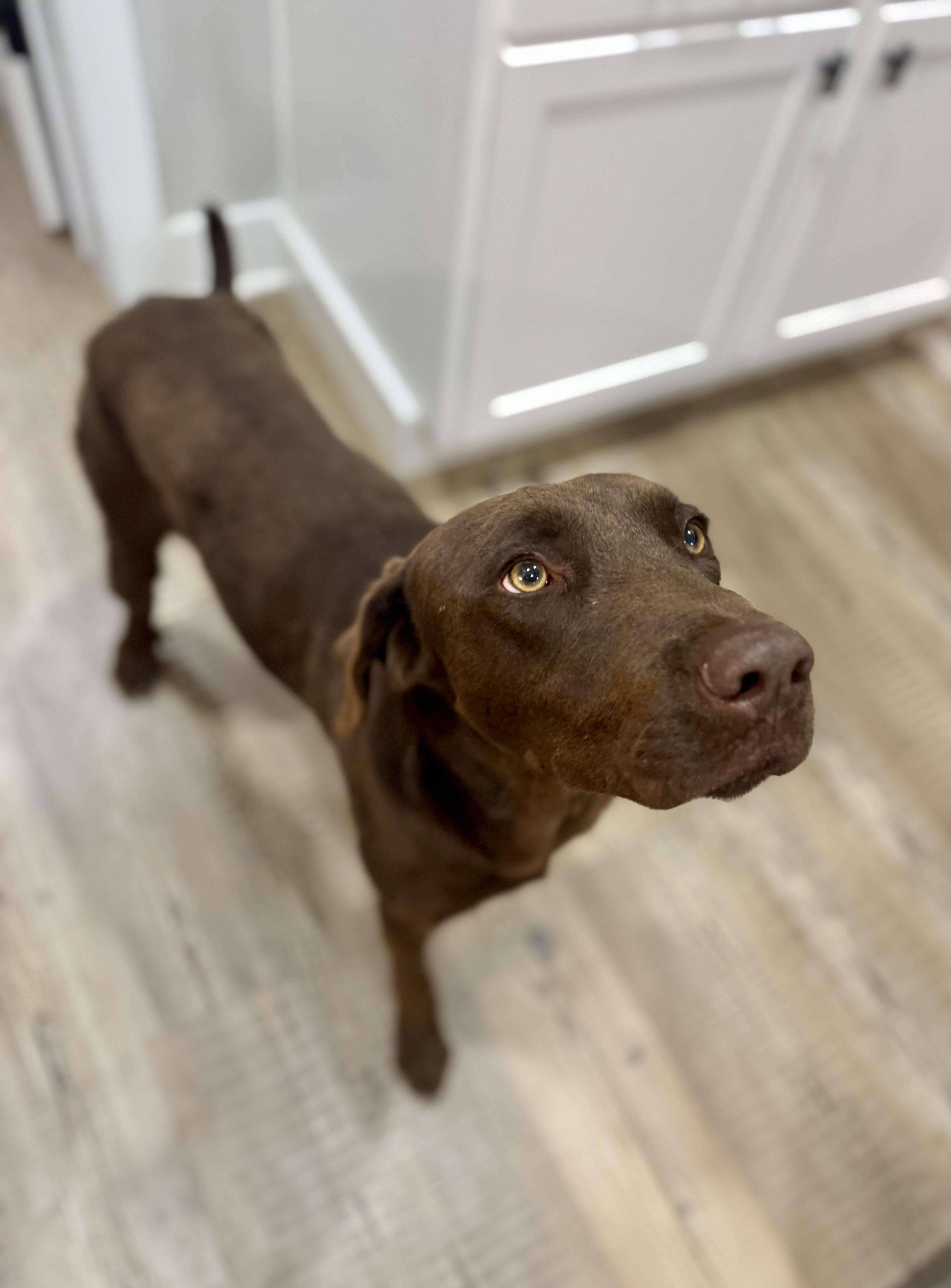 Beau, Adoptable, Young Male Chocolate Labrador Retriever.