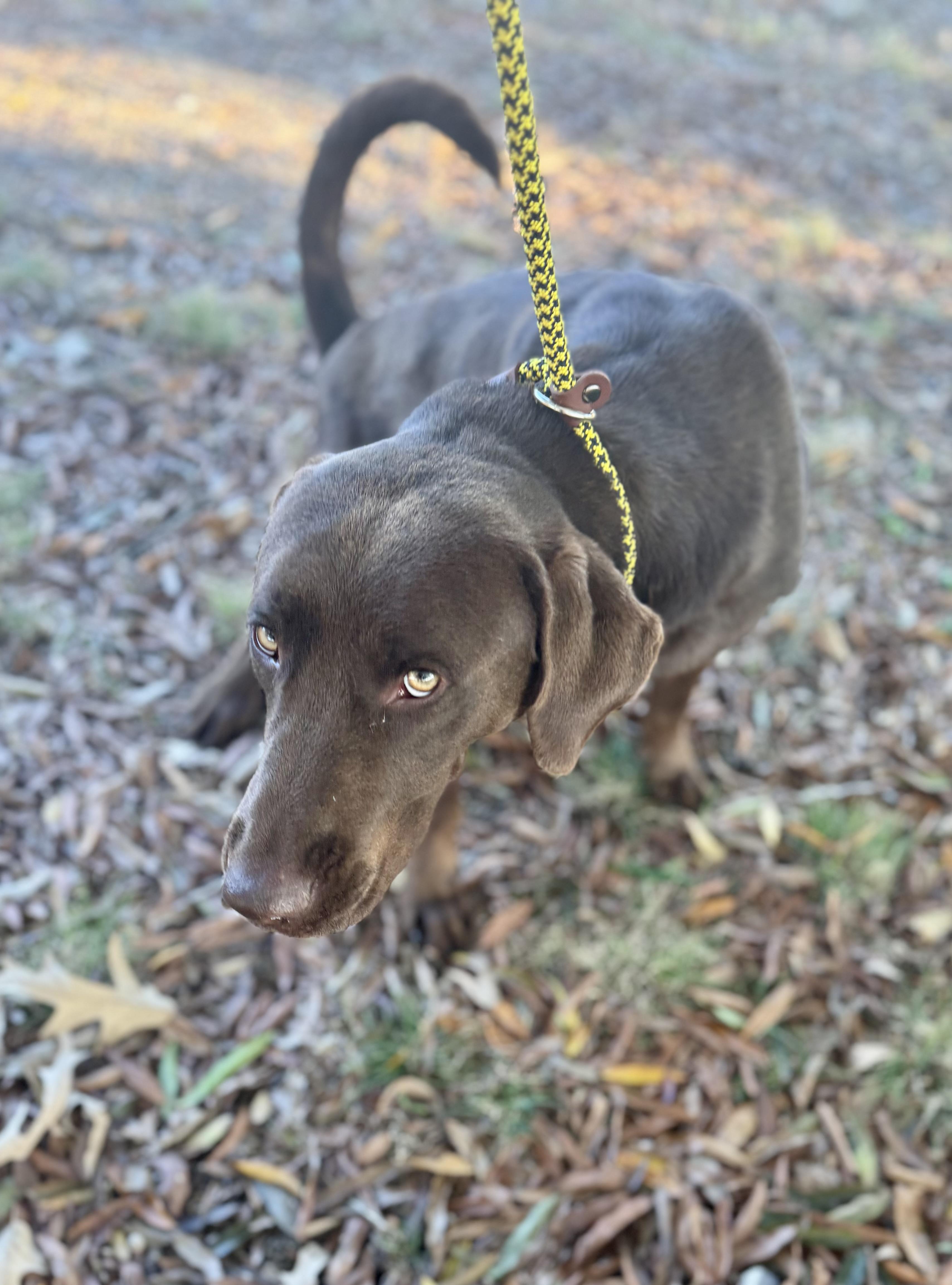 Enlarge Beau, a Adoptable mixed breed in Hartsville, SC image 2/5