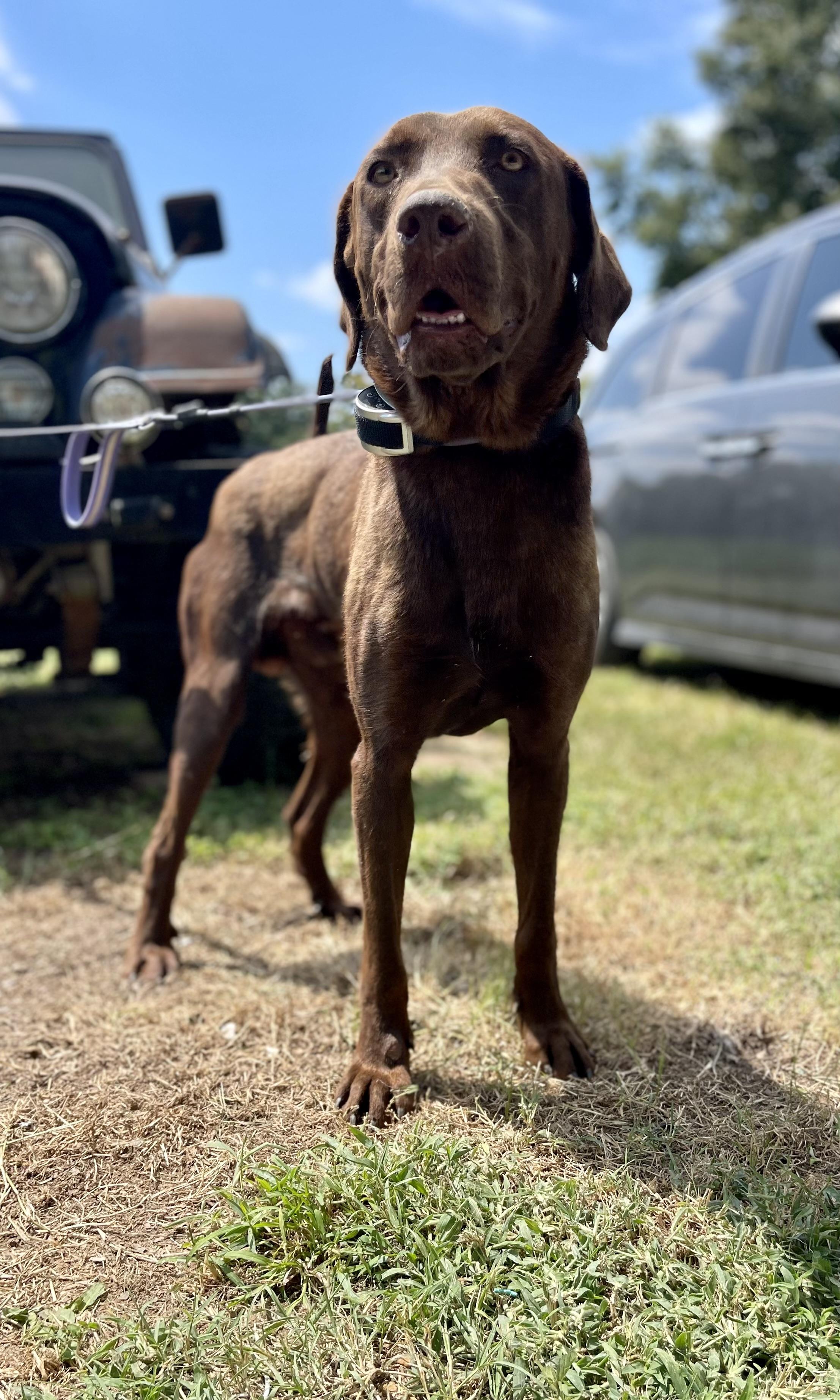 Enlarge Beau, a Adoptable mixed breed in Hartsville, SC image 3/5