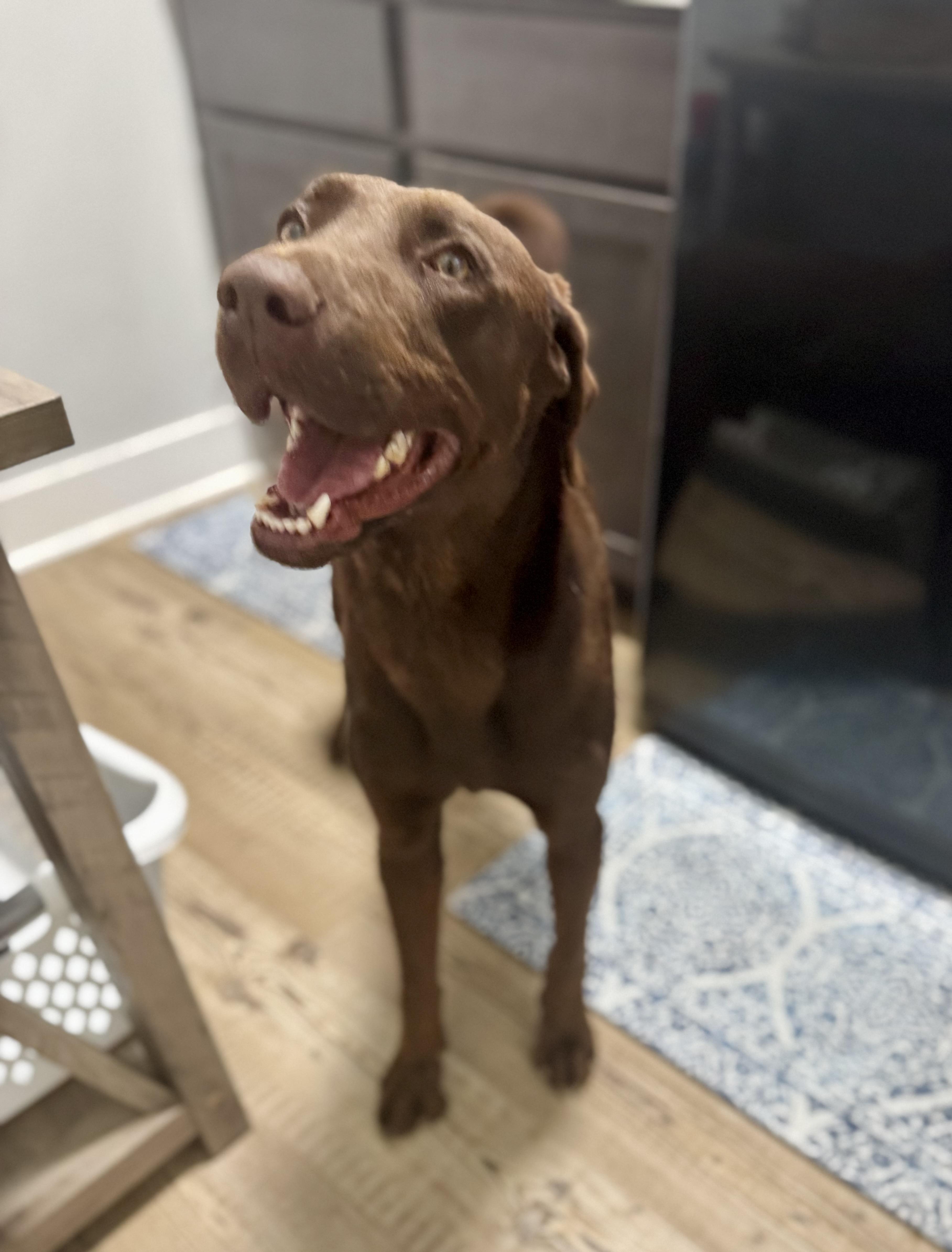 Enlarge Beau, a Adoptable mixed breed in Hartsville, SC image 4/5