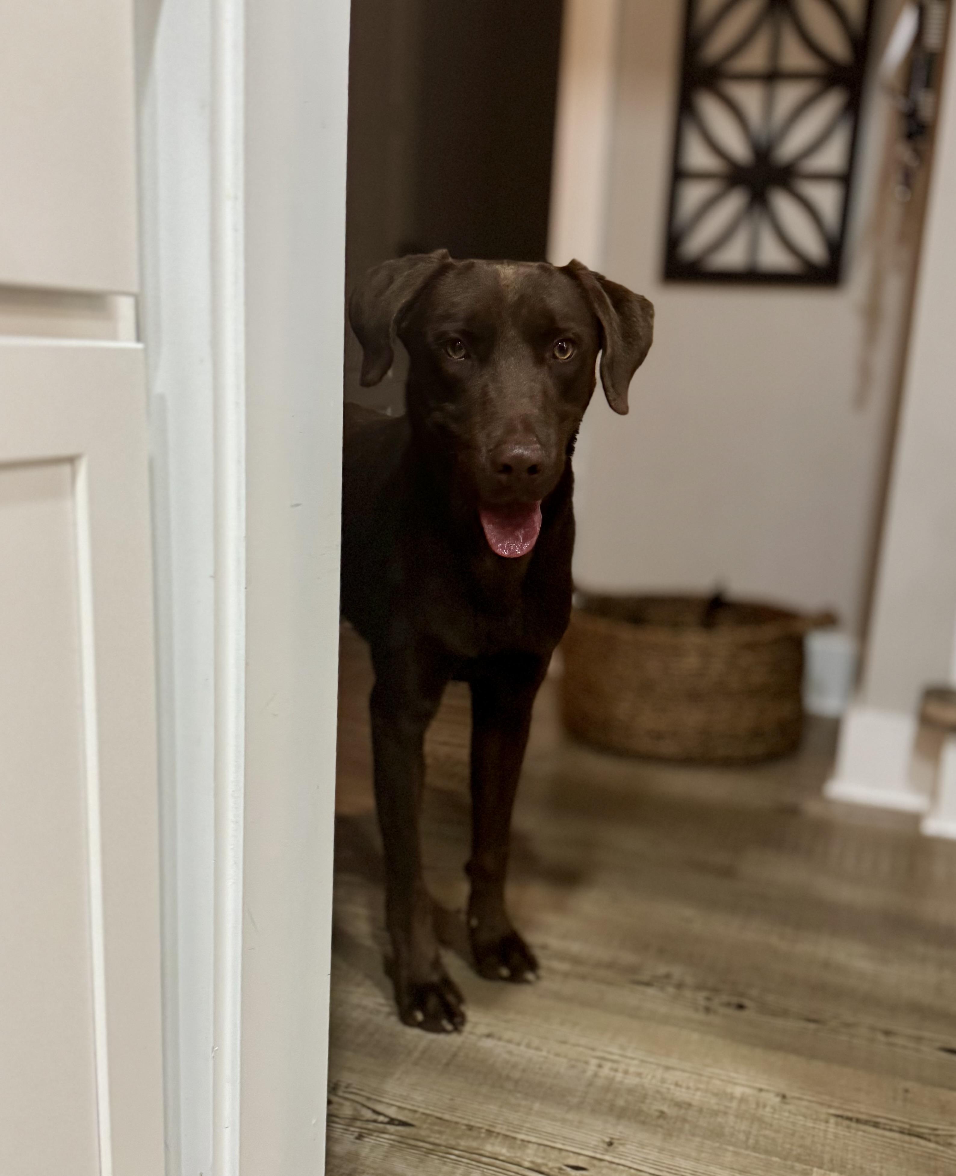 Enlarge Beau, a Adoptable mixed breed in Hartsville, SC image 5/5