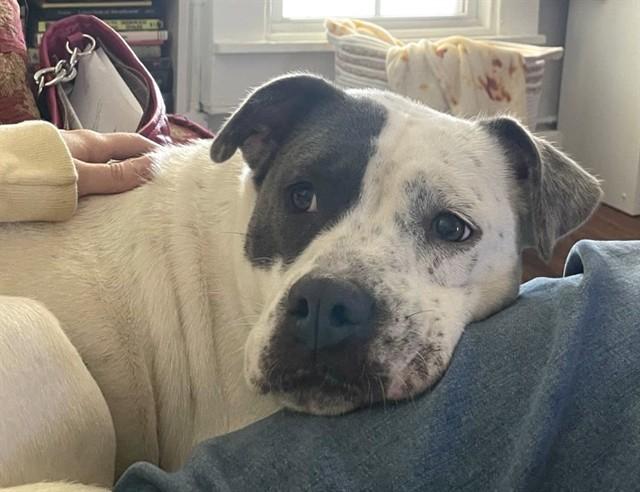 LILO, Adoptable, Adult Female Pit Bull Terrier & Mixed Breed.