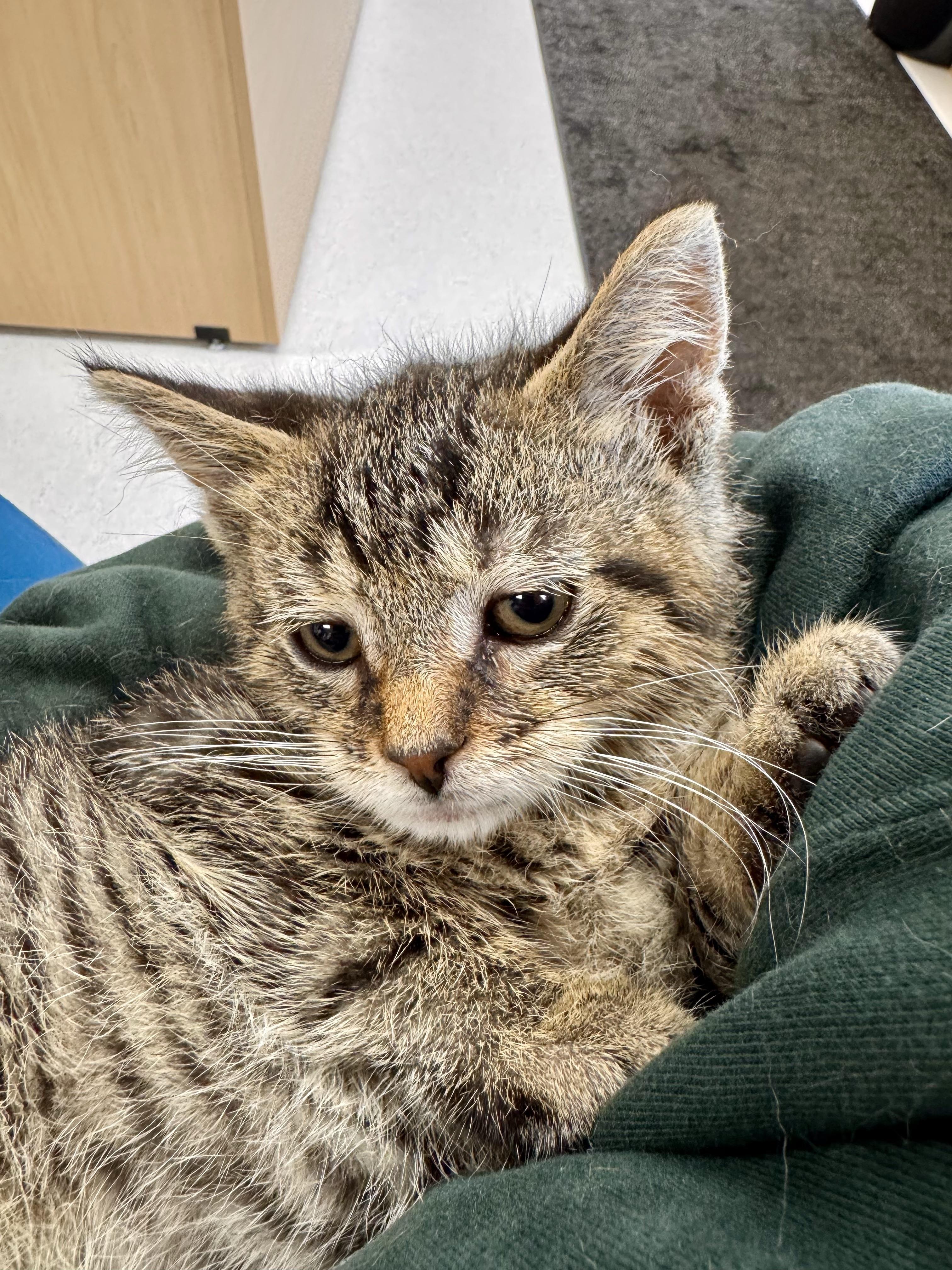 Enlarge Kilowatt, an adopted American Shorthair in Midland, MI image 2/2
